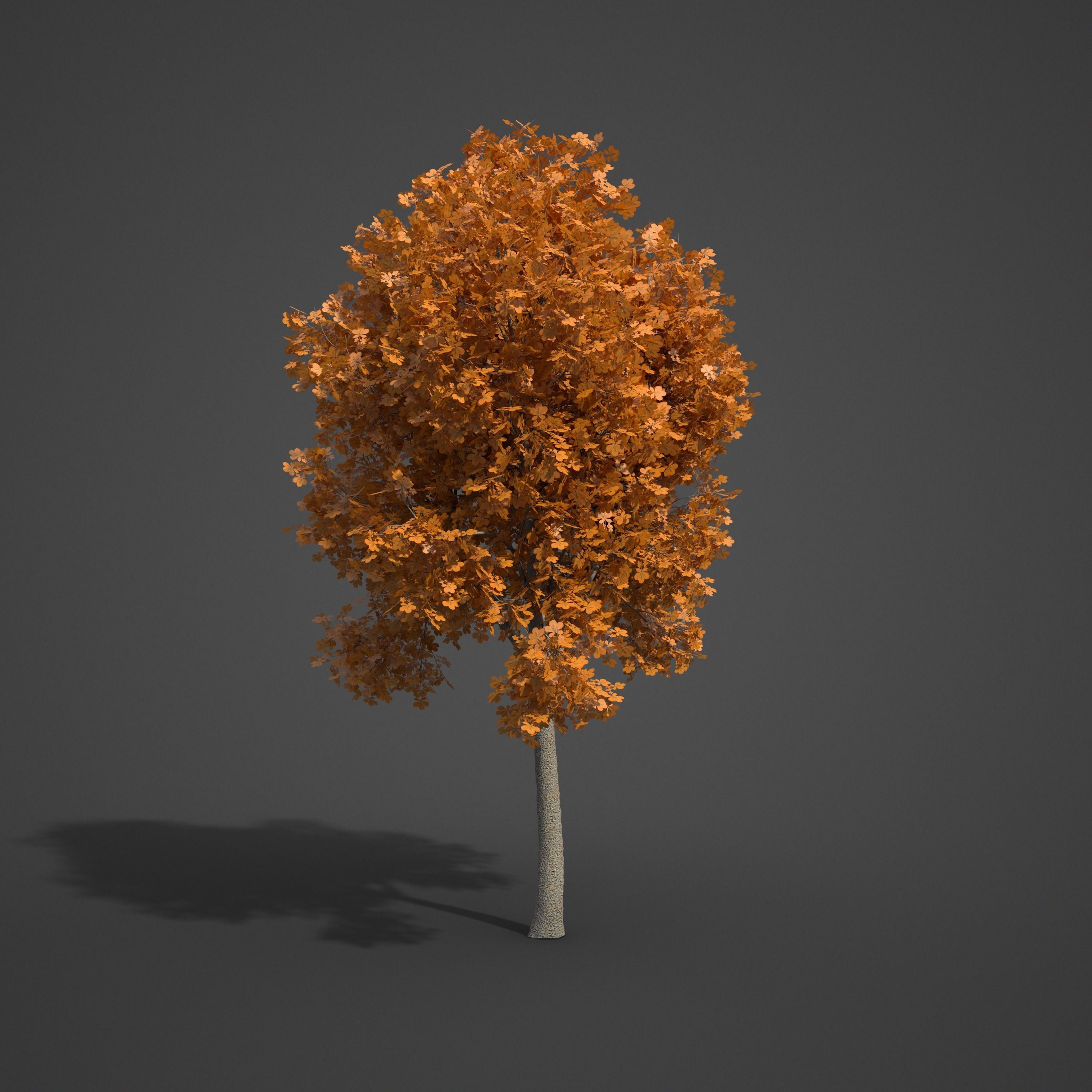 2021 PBR Ohio Buckeye Collection - Aesculus Glabra  3D model_7