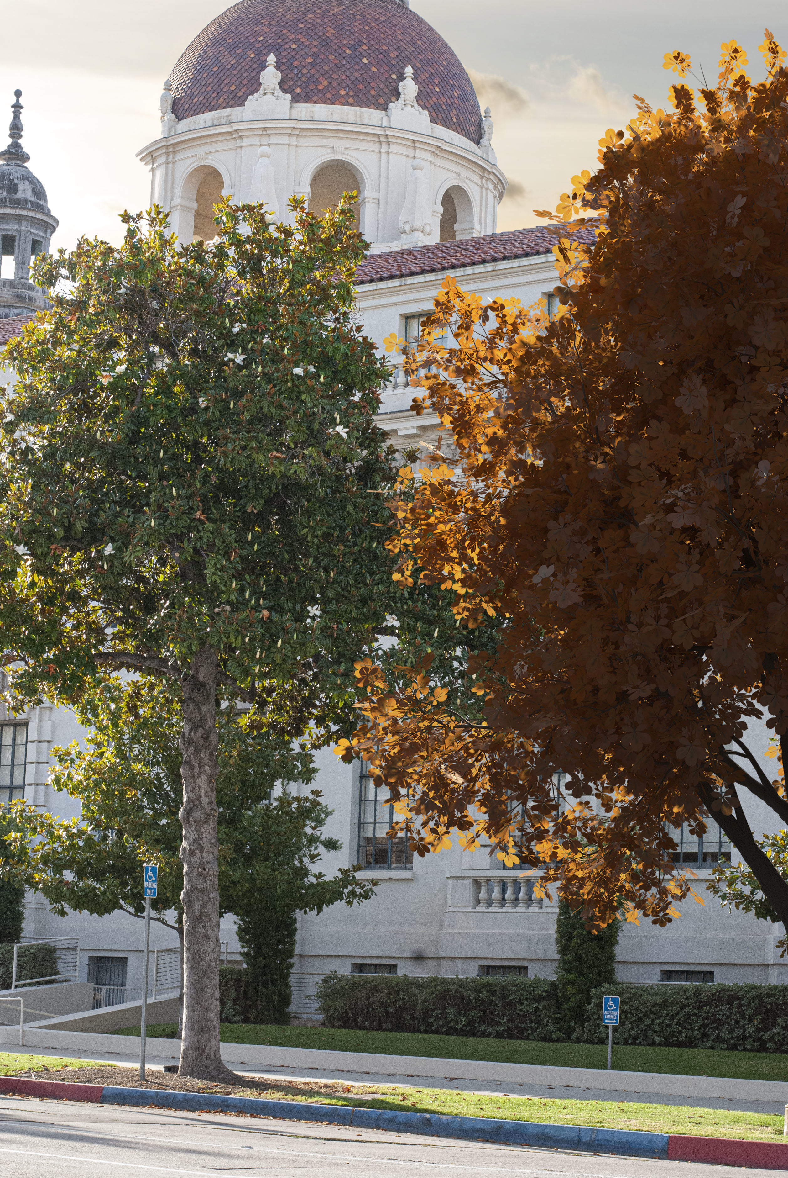 2021 PBR Ohio Buckeye Collection - Aesculus Glabra  3D model_3