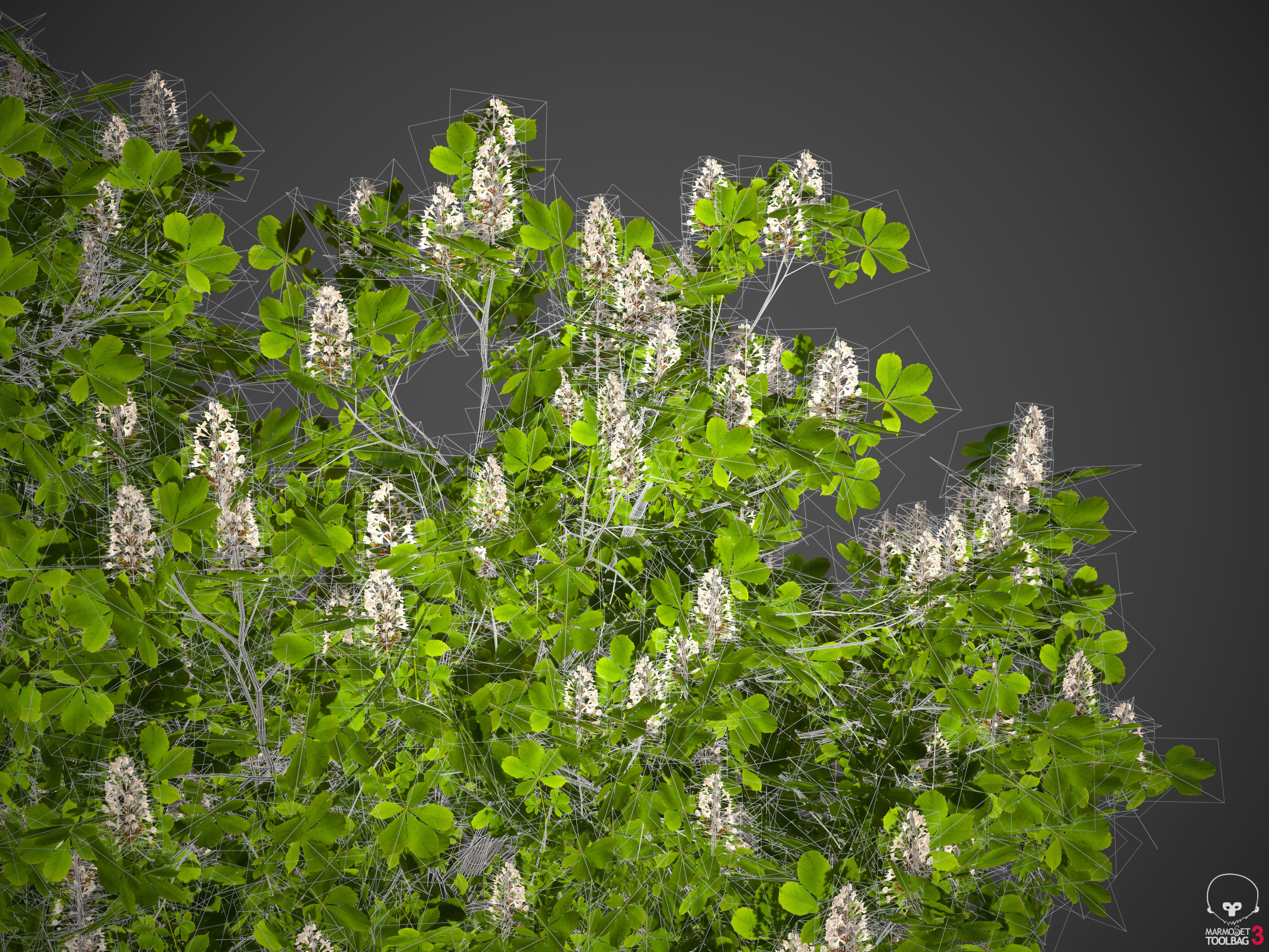 2021 PBR Ohio Buckeye Collection - Aesculus Glabra  3D model_10