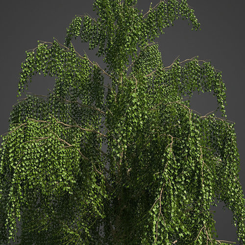 2021 PBR Paper Birch Collection - Betula Papyrifera  3D model