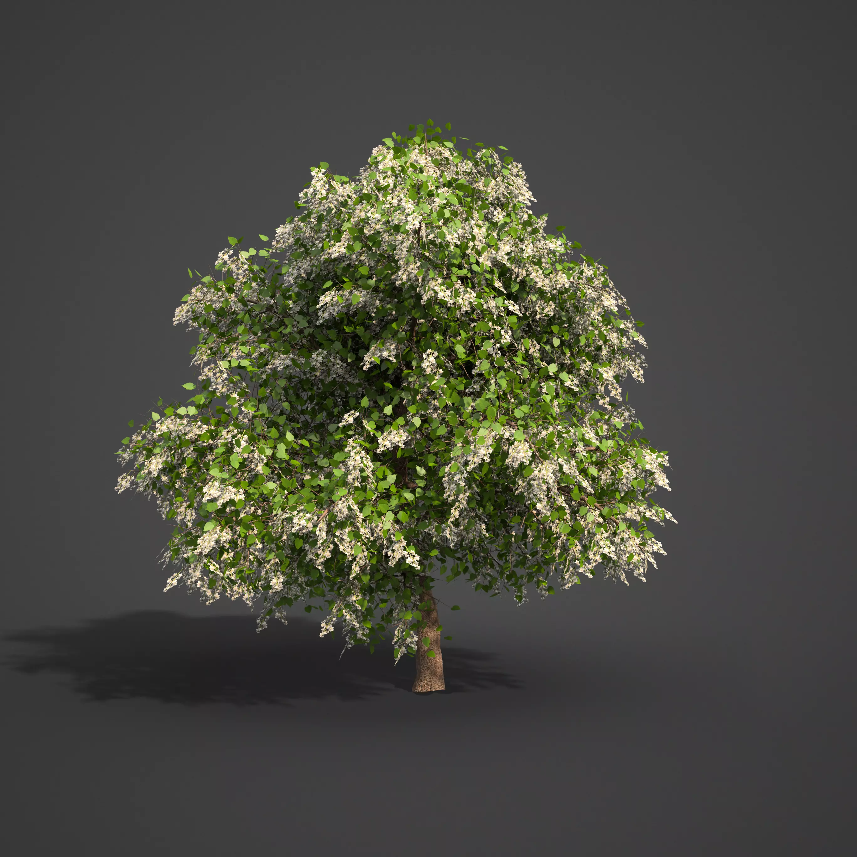 2021 PBR Southern Catalpa Collection - Catalpa Bignoniodes 3D model