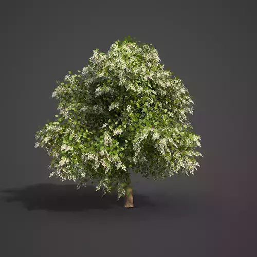 2021 PBR Southern Catalpa Collection - Catalpa Bignoniodes  3D model