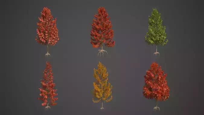 2021 PBR Sweet Gum Collection - Liquidambar Styraciflua 