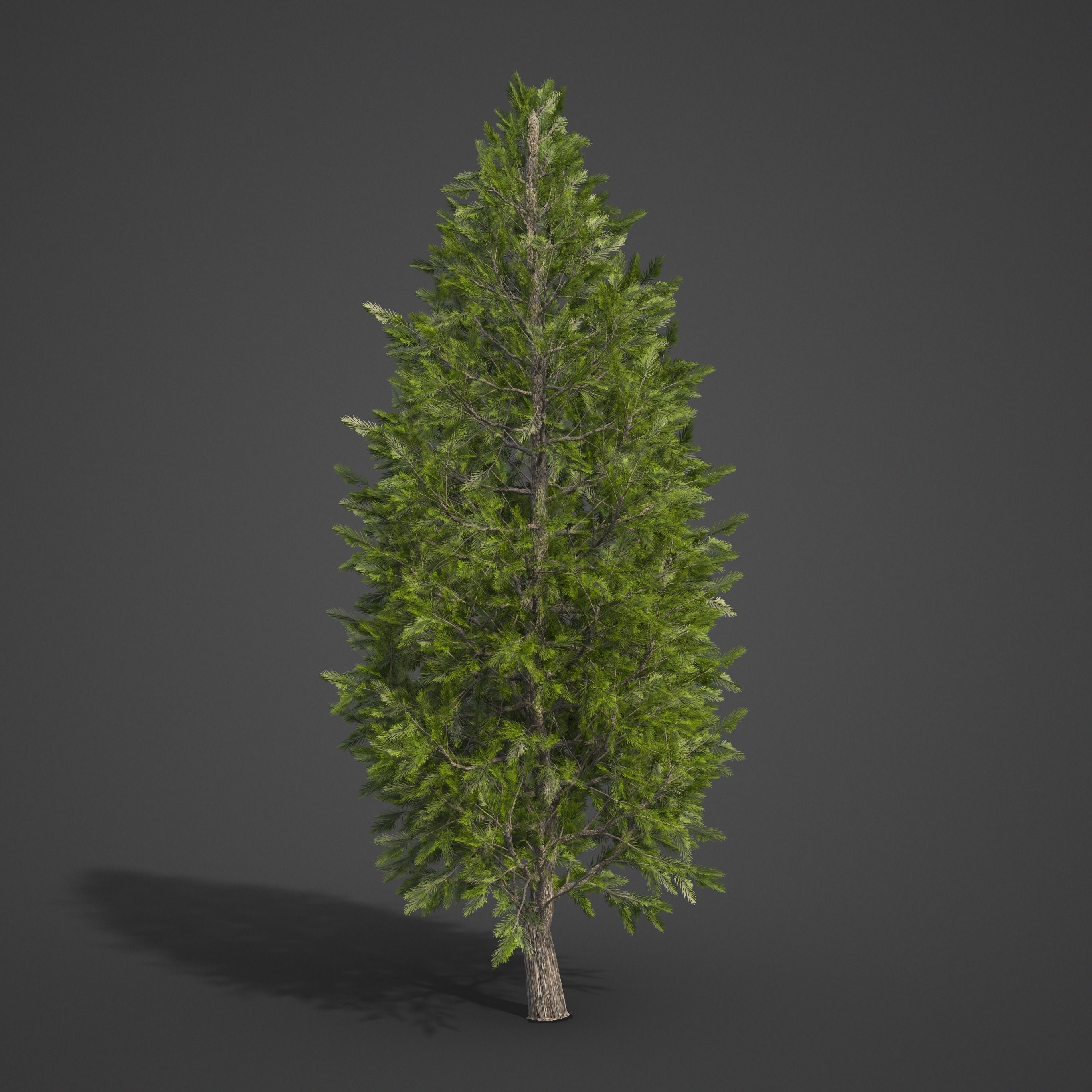 2021 PBR Eastern White Pine Collection - Pinus Strobus 3D model_5