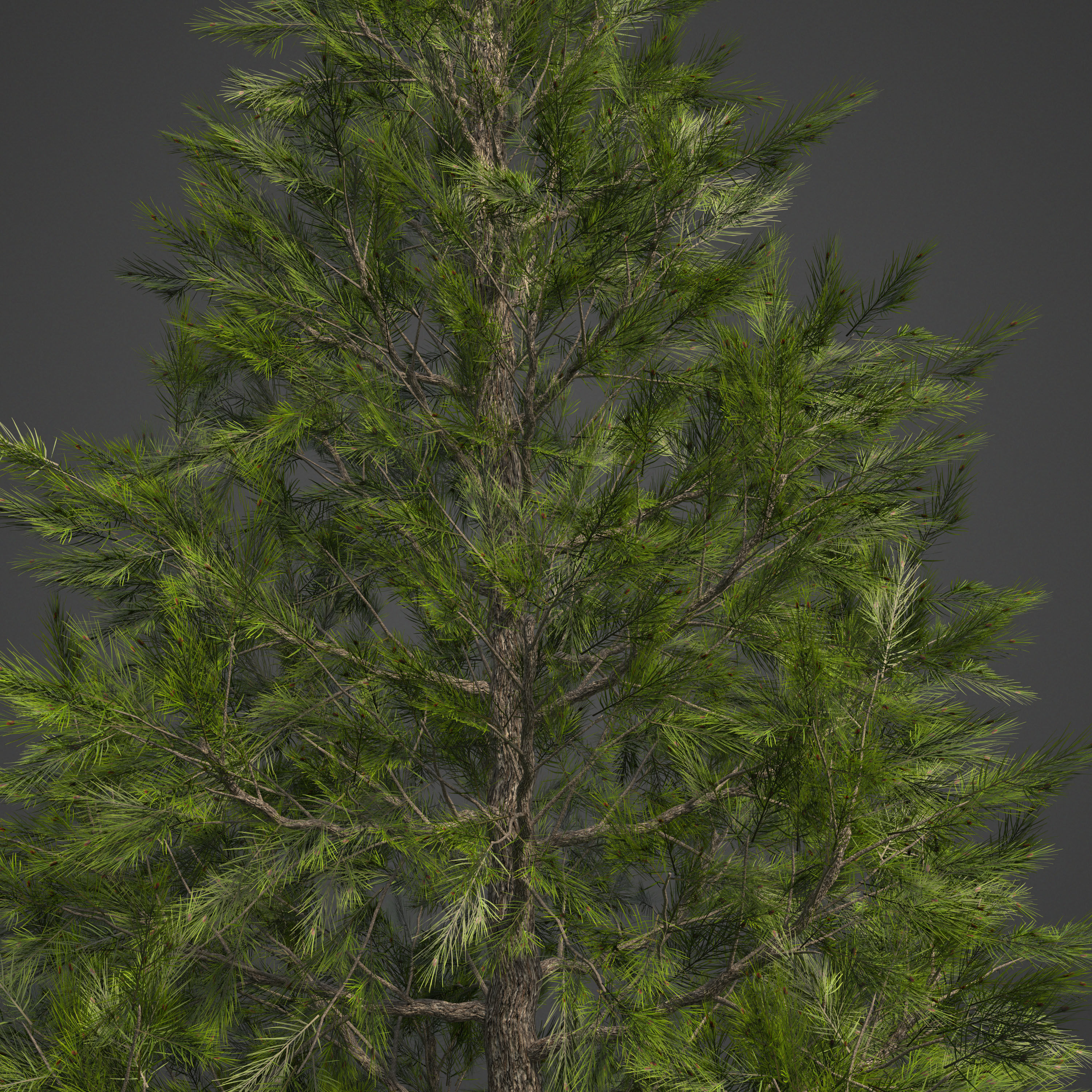 2021 PBR Eastern White Pine Collection - Pinus Strobus 3D model_3