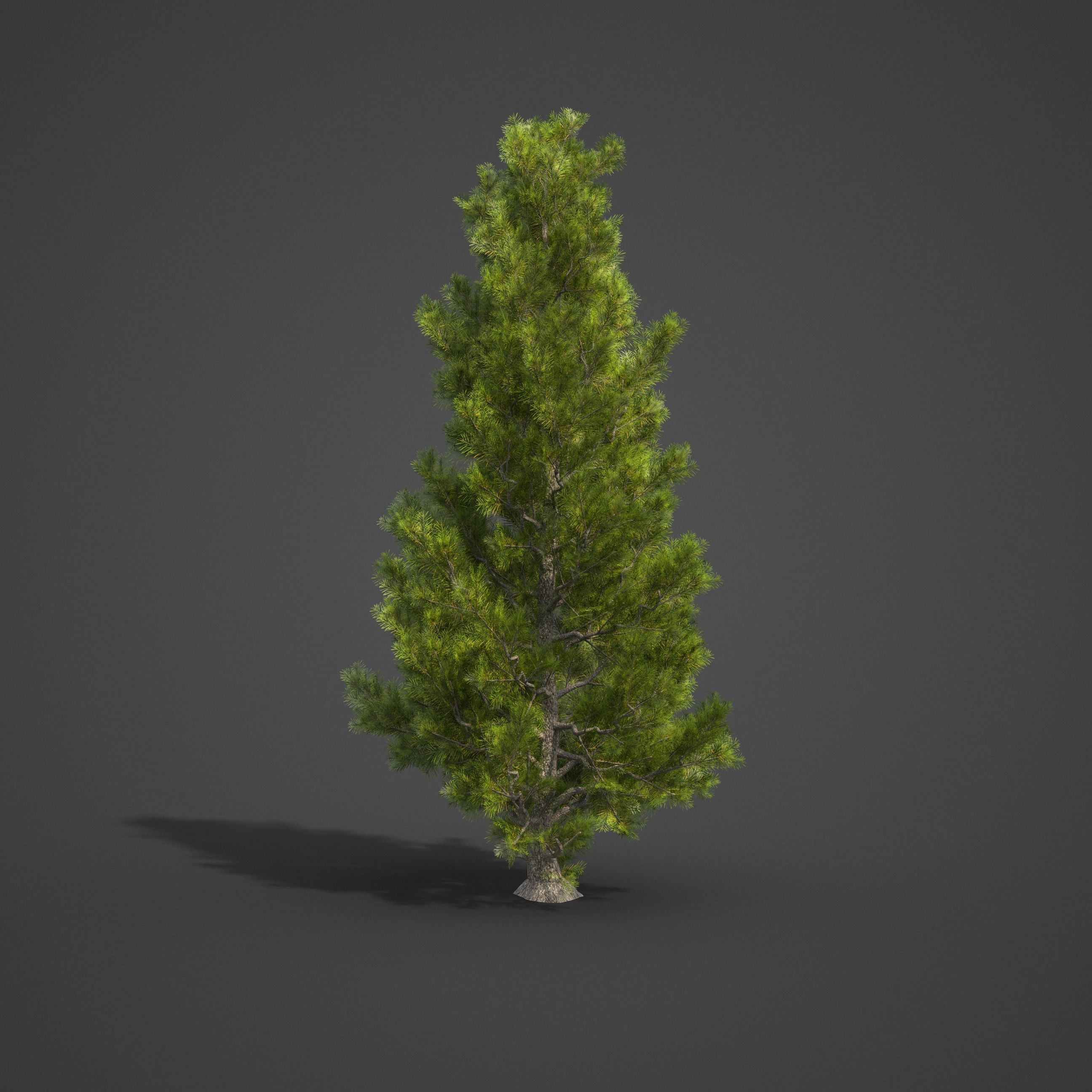 2021 PBR Eastern White Pine Collection - Pinus Strobus 3D model_6