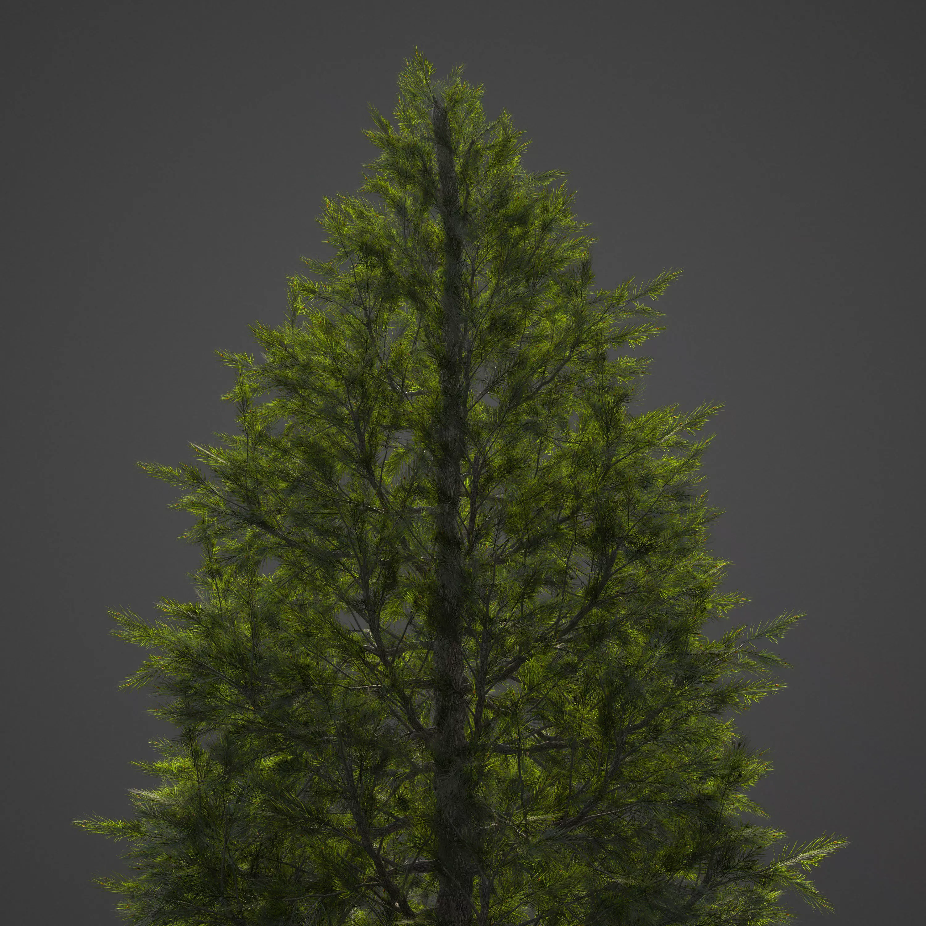 2021 PBR Eastern White Pine Collection - Pinus Strobus 3D model_0