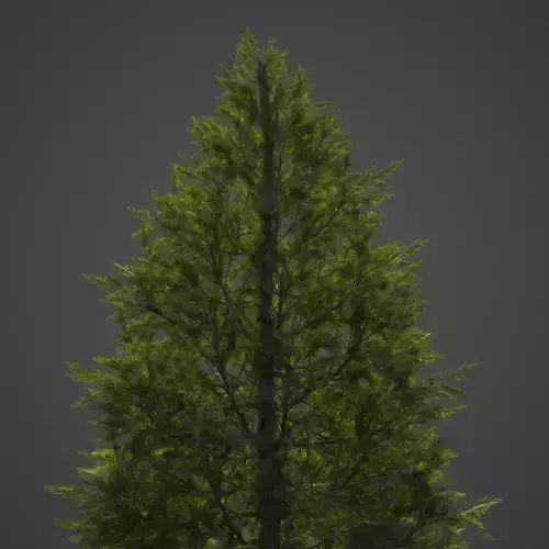 2021 PBR Eastern White Pine Collection - Pinus Strobus  3D model