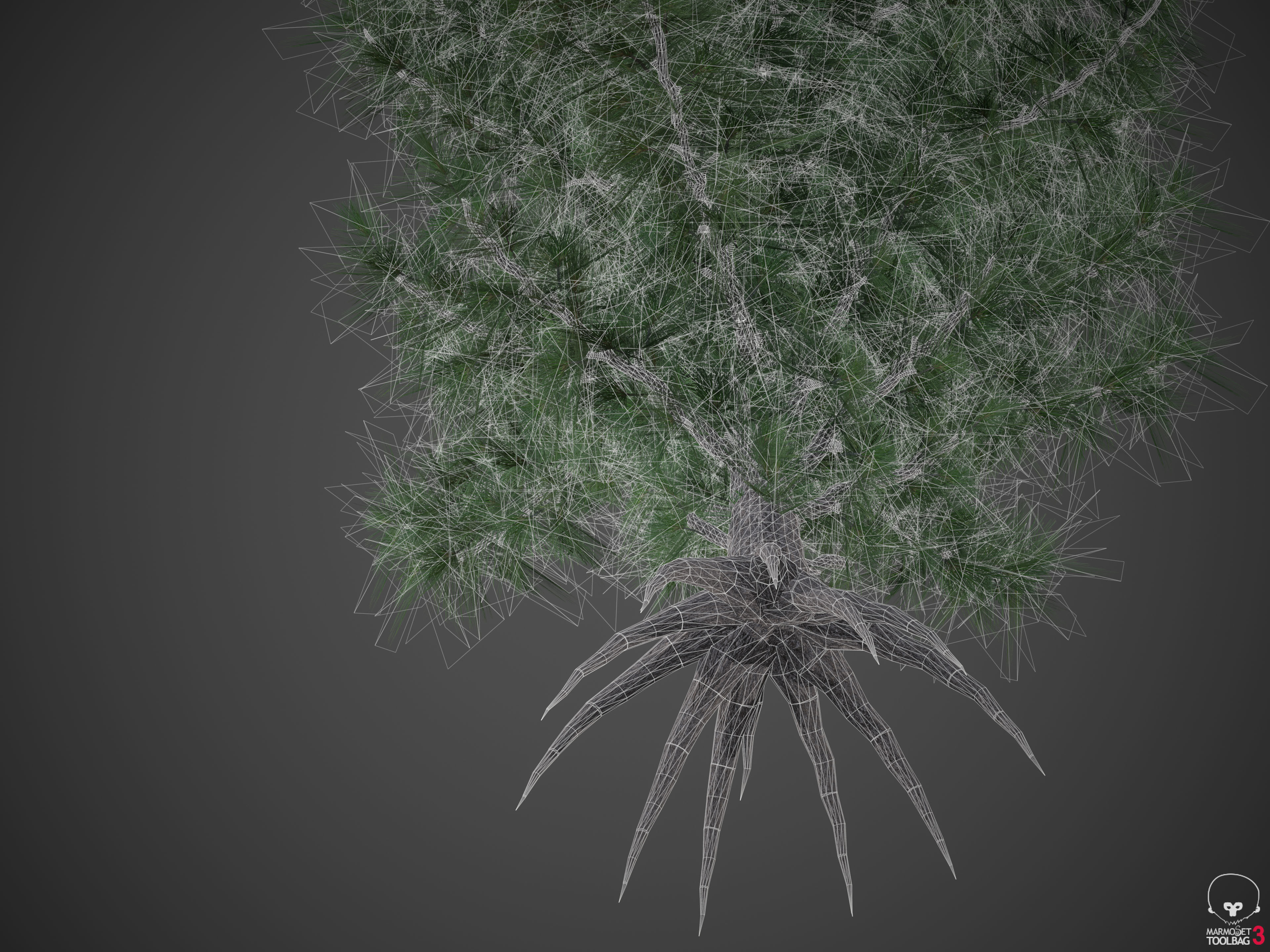 2021 PBR Eastern White Pine Collection - Pinus Strobus 3D model_9