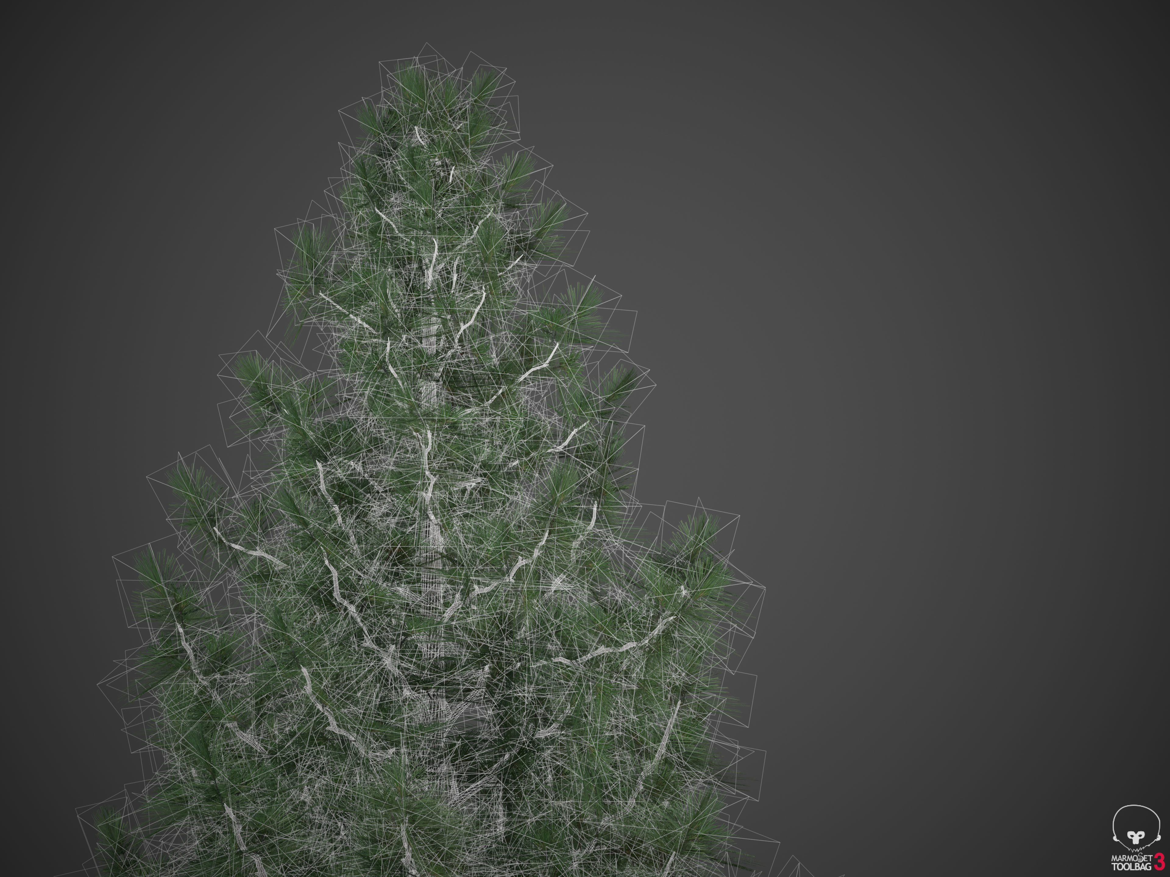 2021 PBR Eastern White Pine Collection - Pinus Strobus 3D model_8