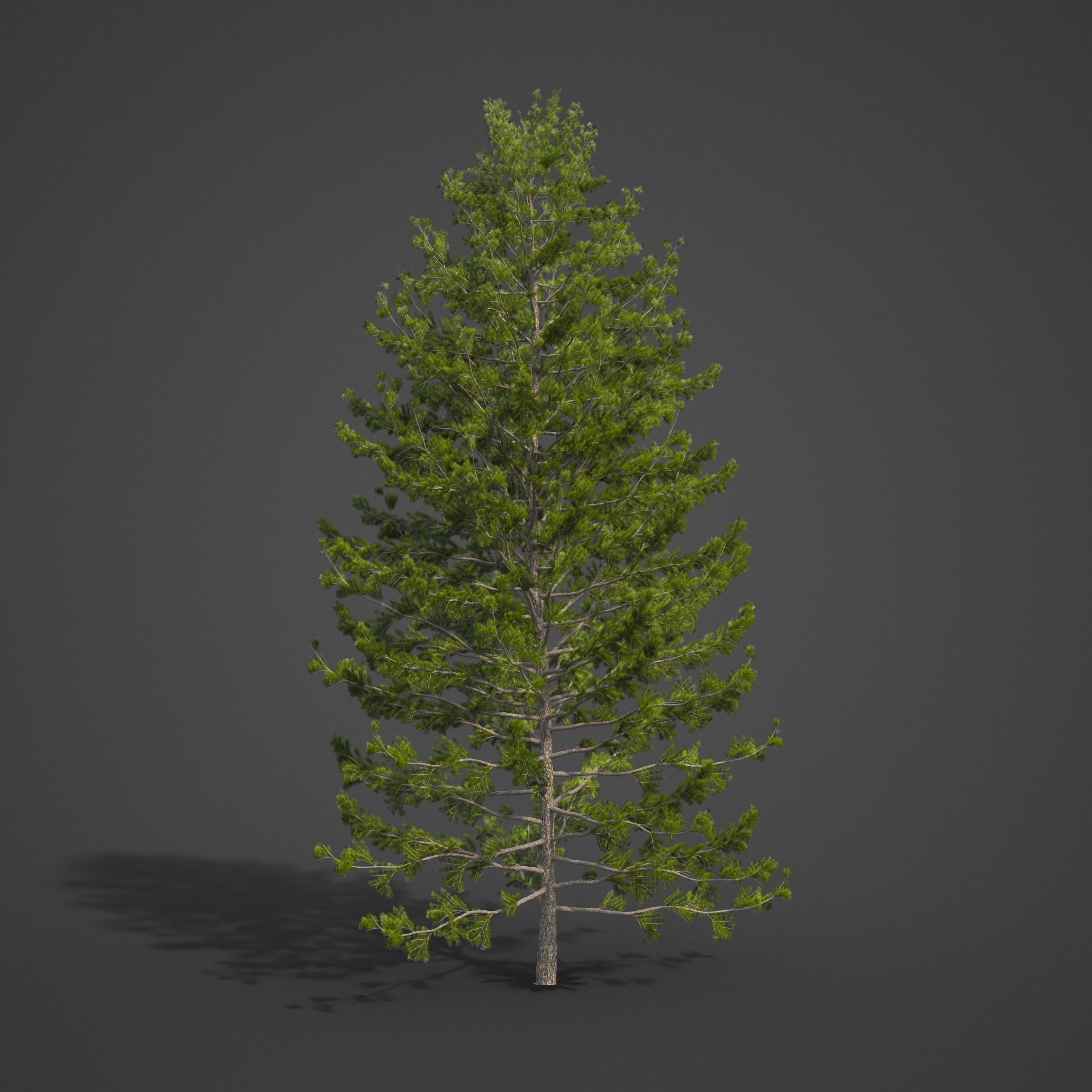 2021 PBR Eastern White Pine Collection - Pinus Strobus 3D model_4