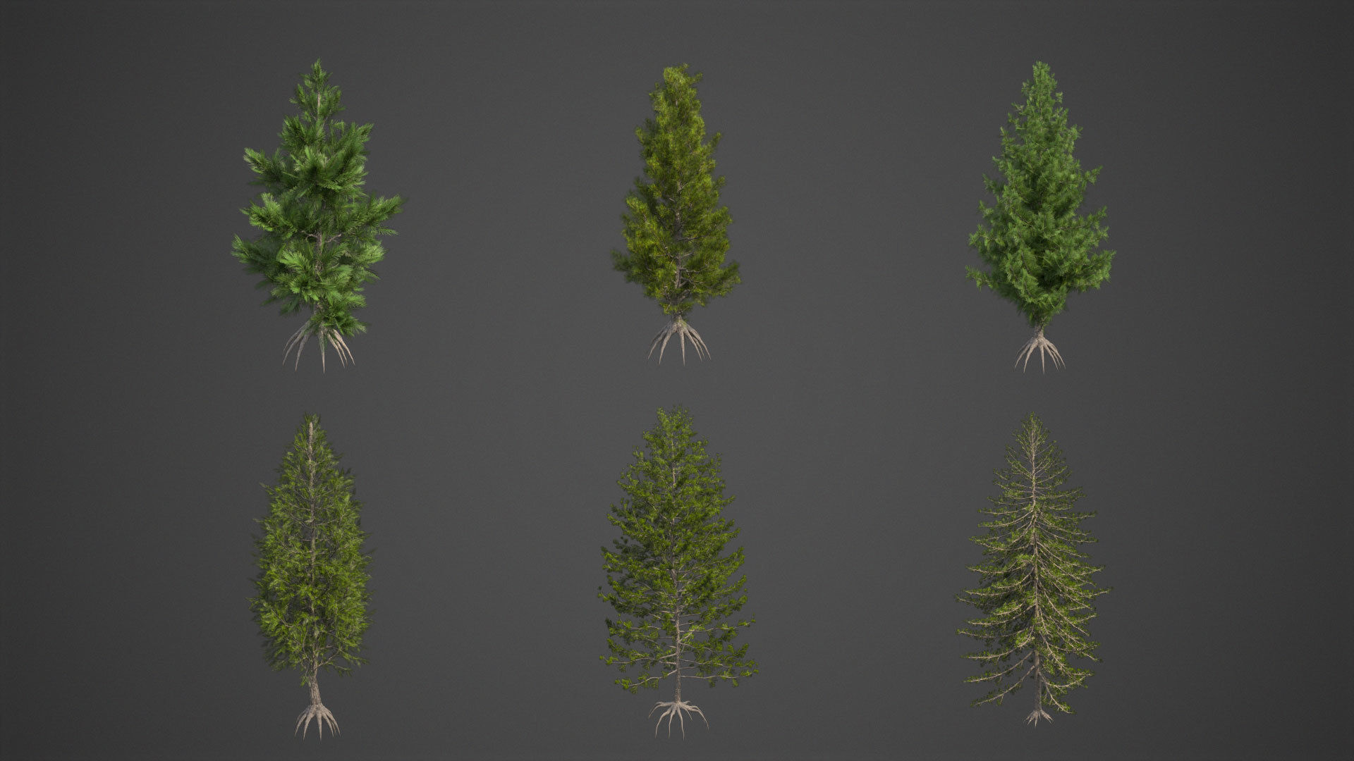 2021 PBR Eastern White Pine Collection - Pinus Strobus 3D model_10