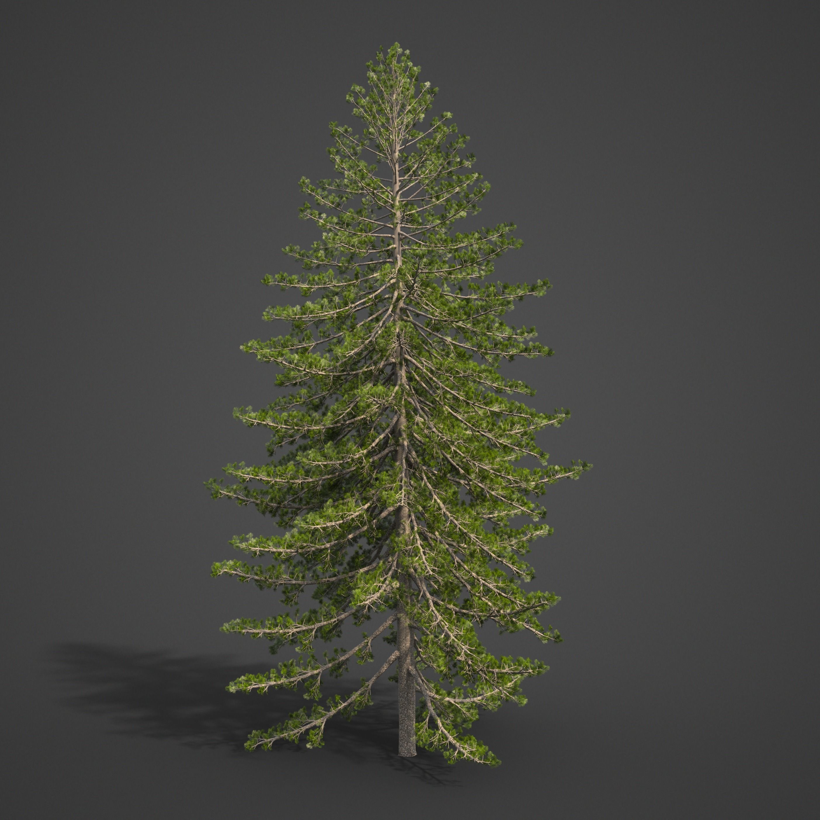 2021 PBR Eastern White Pine Collection - Pinus Strobus 3D model_7