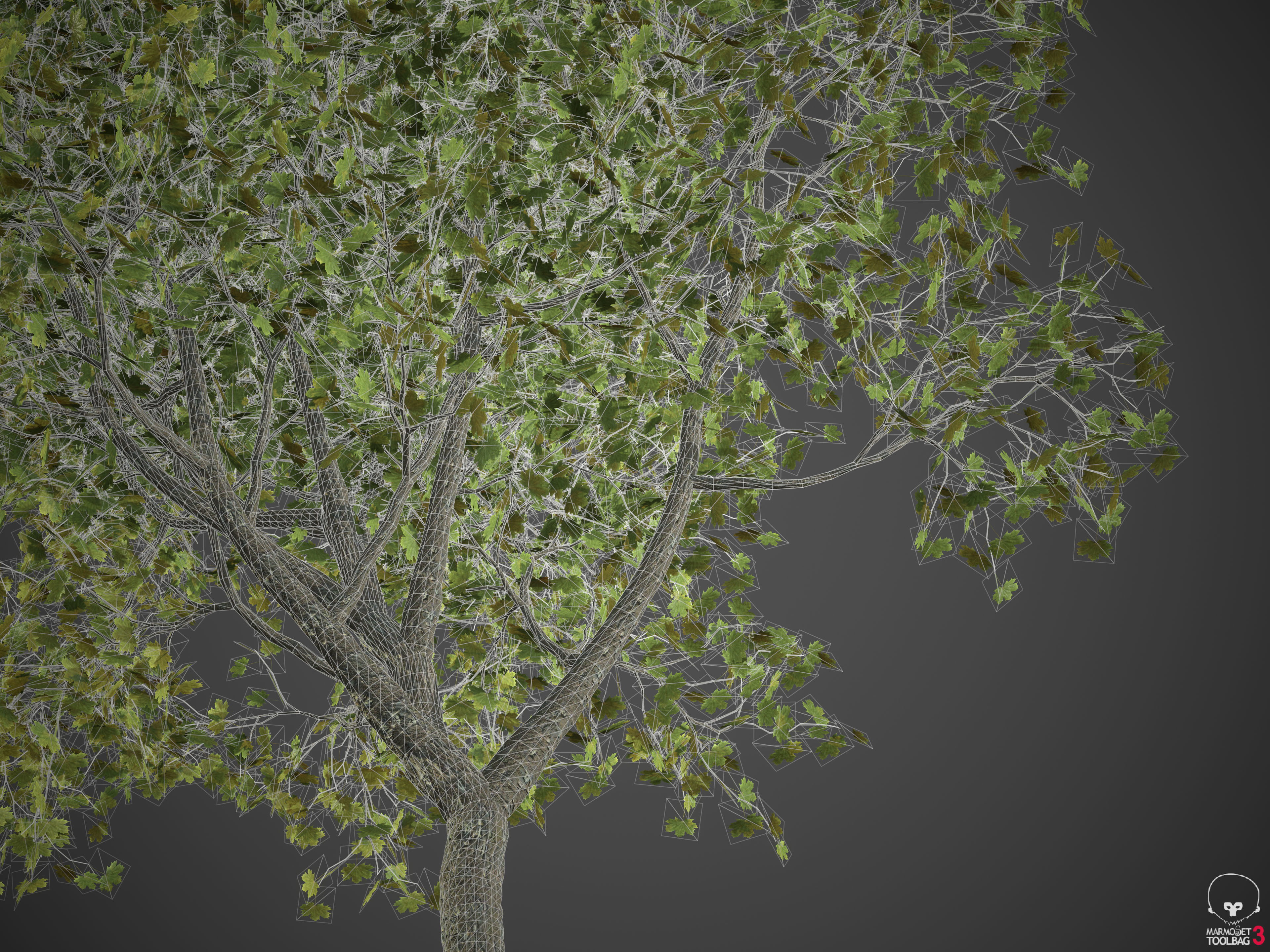 2021 PBR American Planetree Collection - Platanus Occidentalis 3D model_11