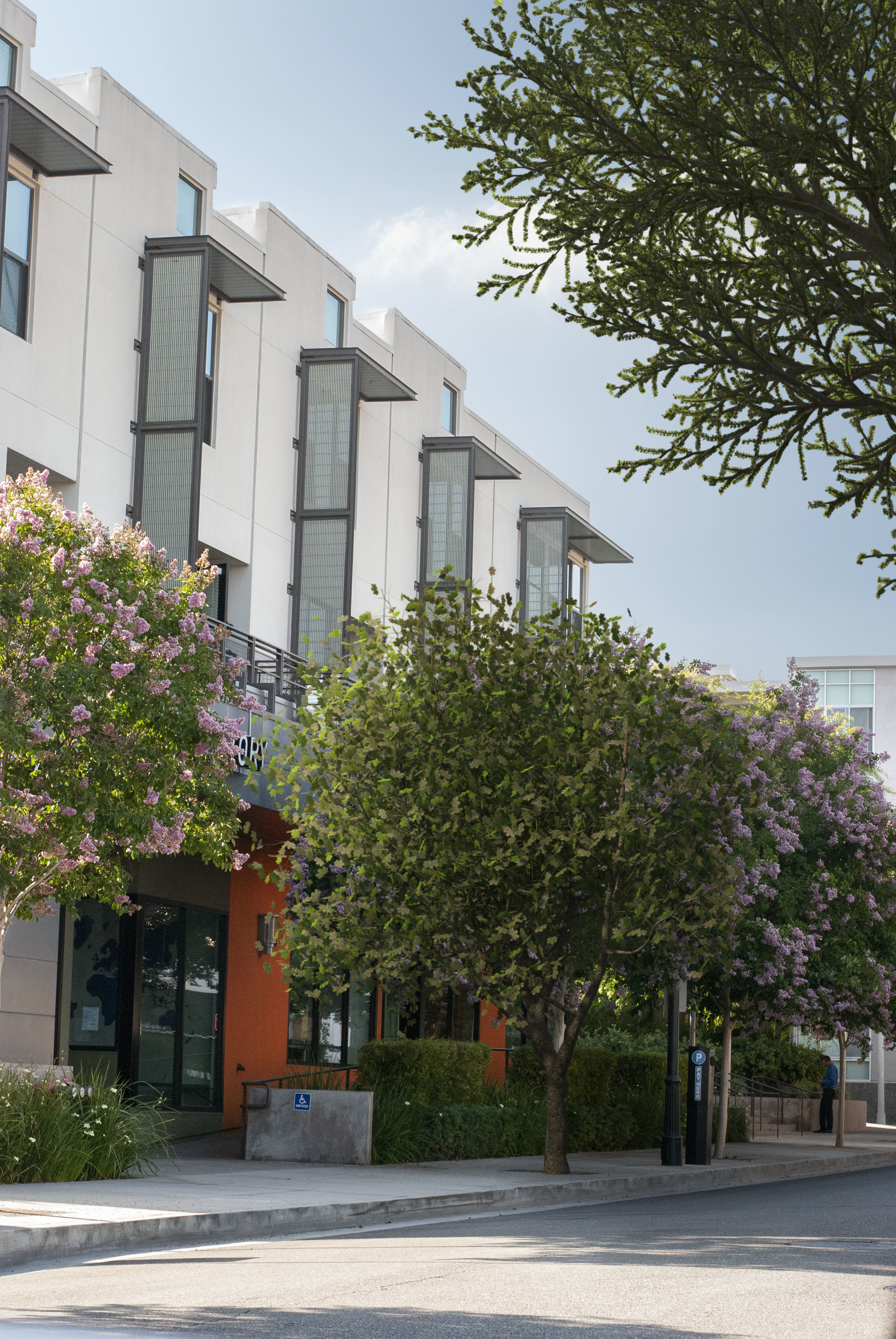 2021 PBR American Planetree Collection - Platanus Occidentalis 3D model_10