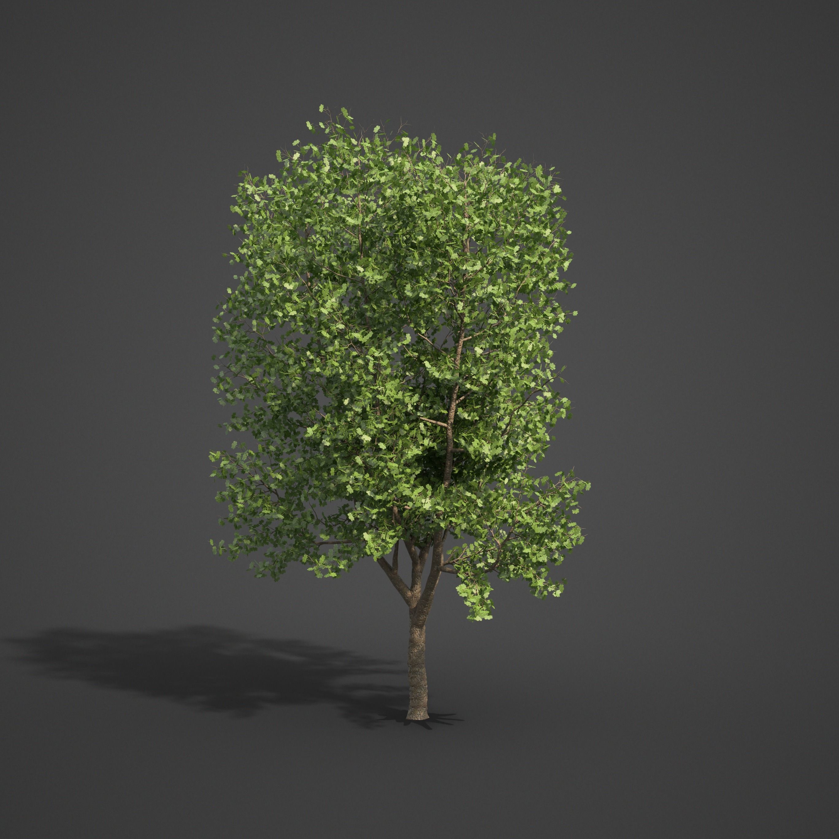 2021 PBR American Planetree Collection - Platanus Occidentalis 3D model_6