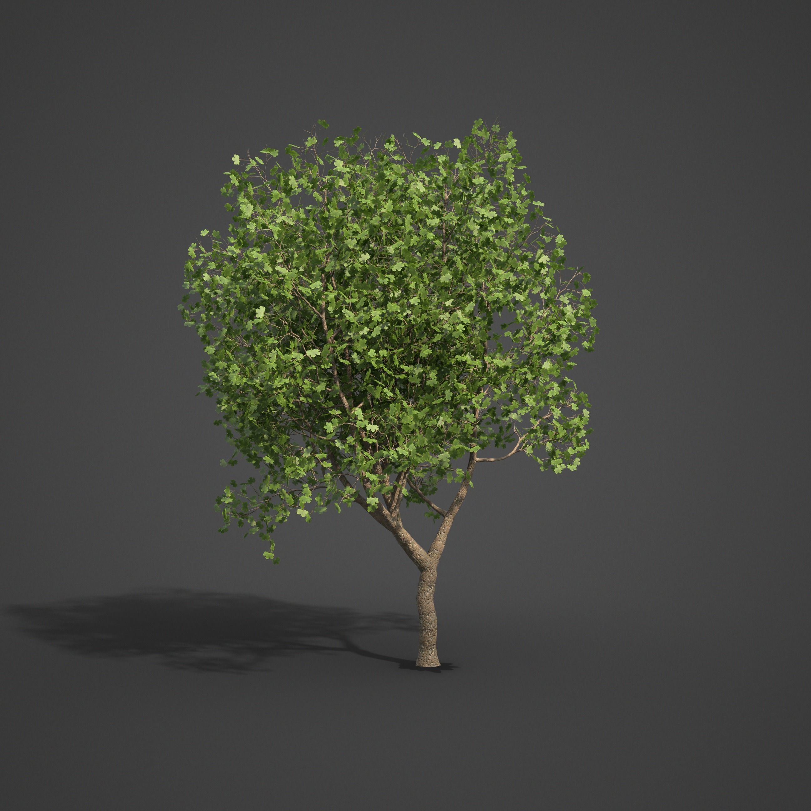 2021 PBR American Planetree Collection - Platanus Occidentalis 3D model_4