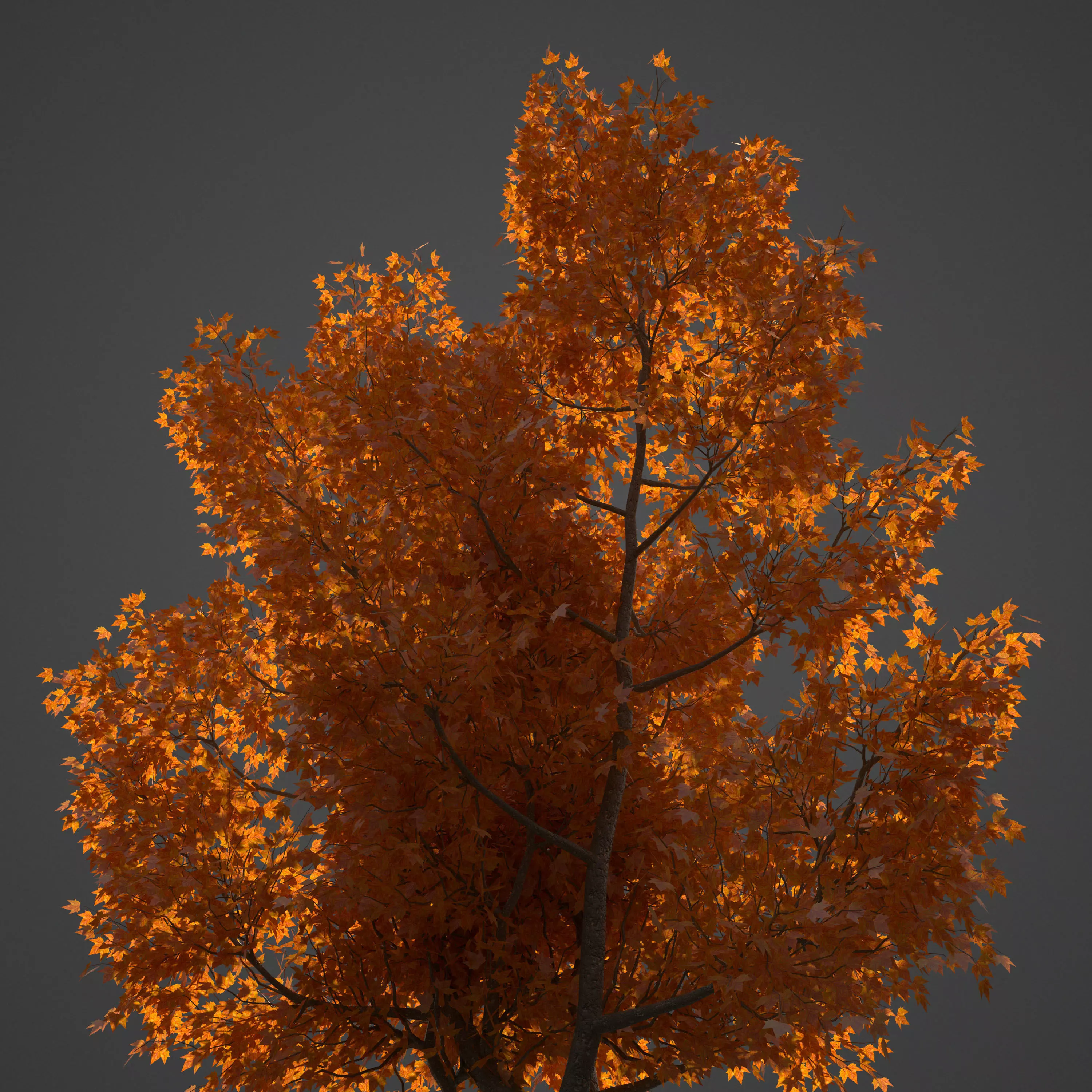 2021 PBR American Planetree Collection - Platanus Occidentalis 3D model_0