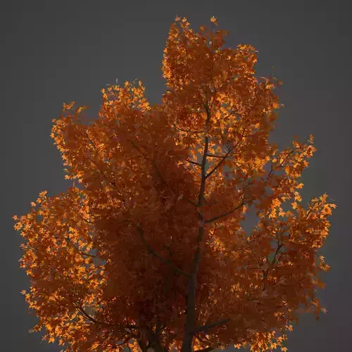 2021 PBR American Planetree Collection - Platanus Occidentalis 3D model