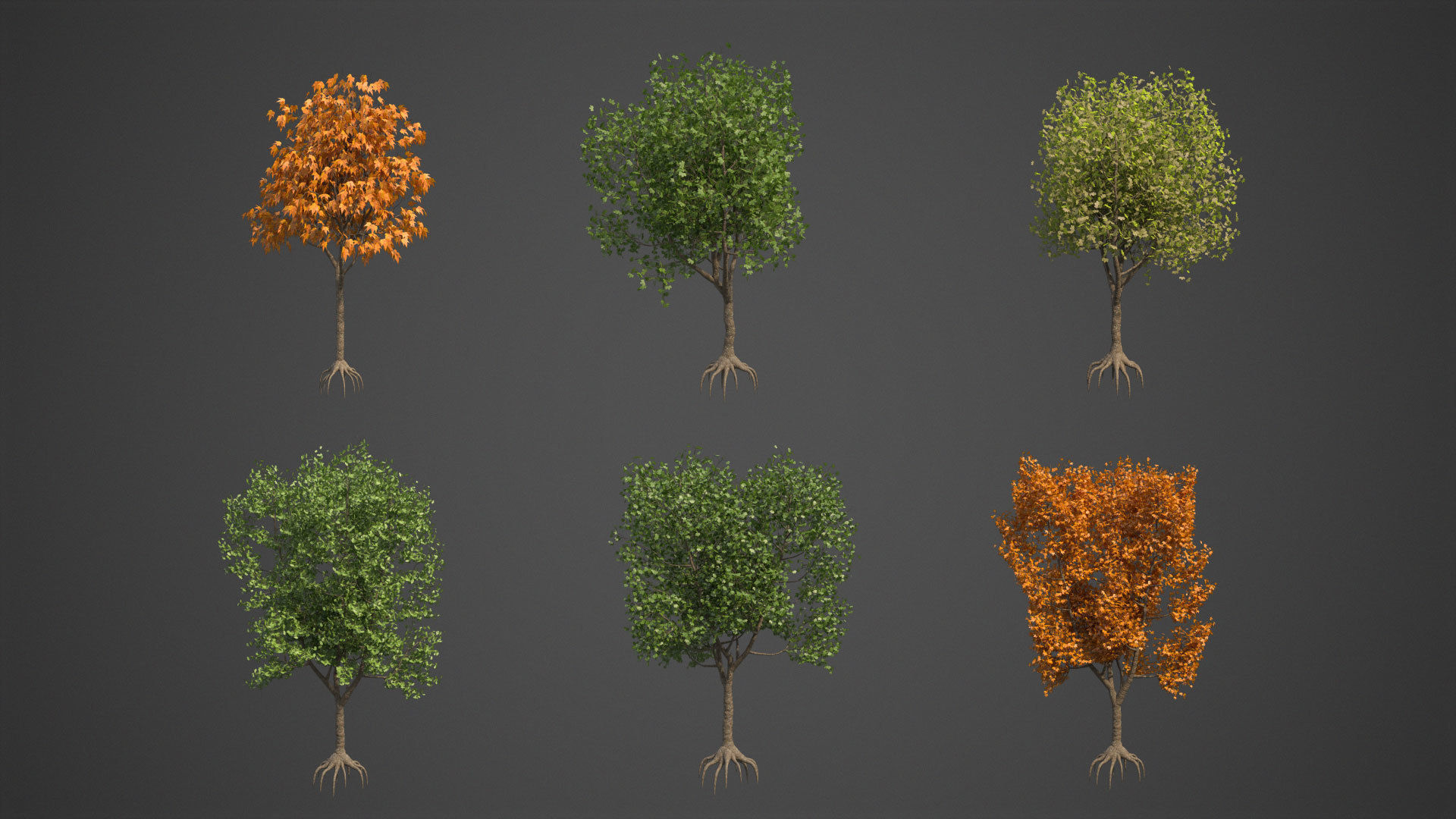 2021 PBR American Planetree Collection - Platanus Occidentalis 3D model_2