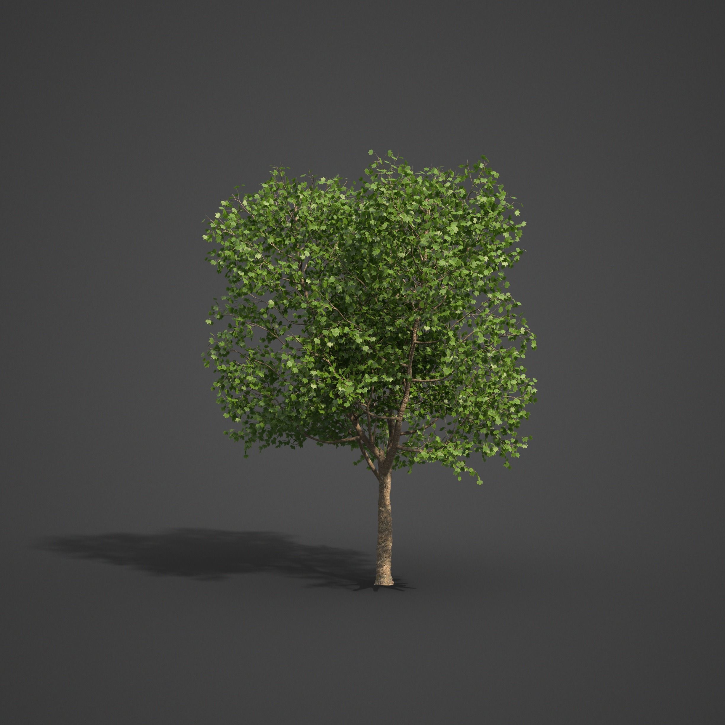 2021 PBR American Planetree Collection - Platanus Occidentalis 3D model_8