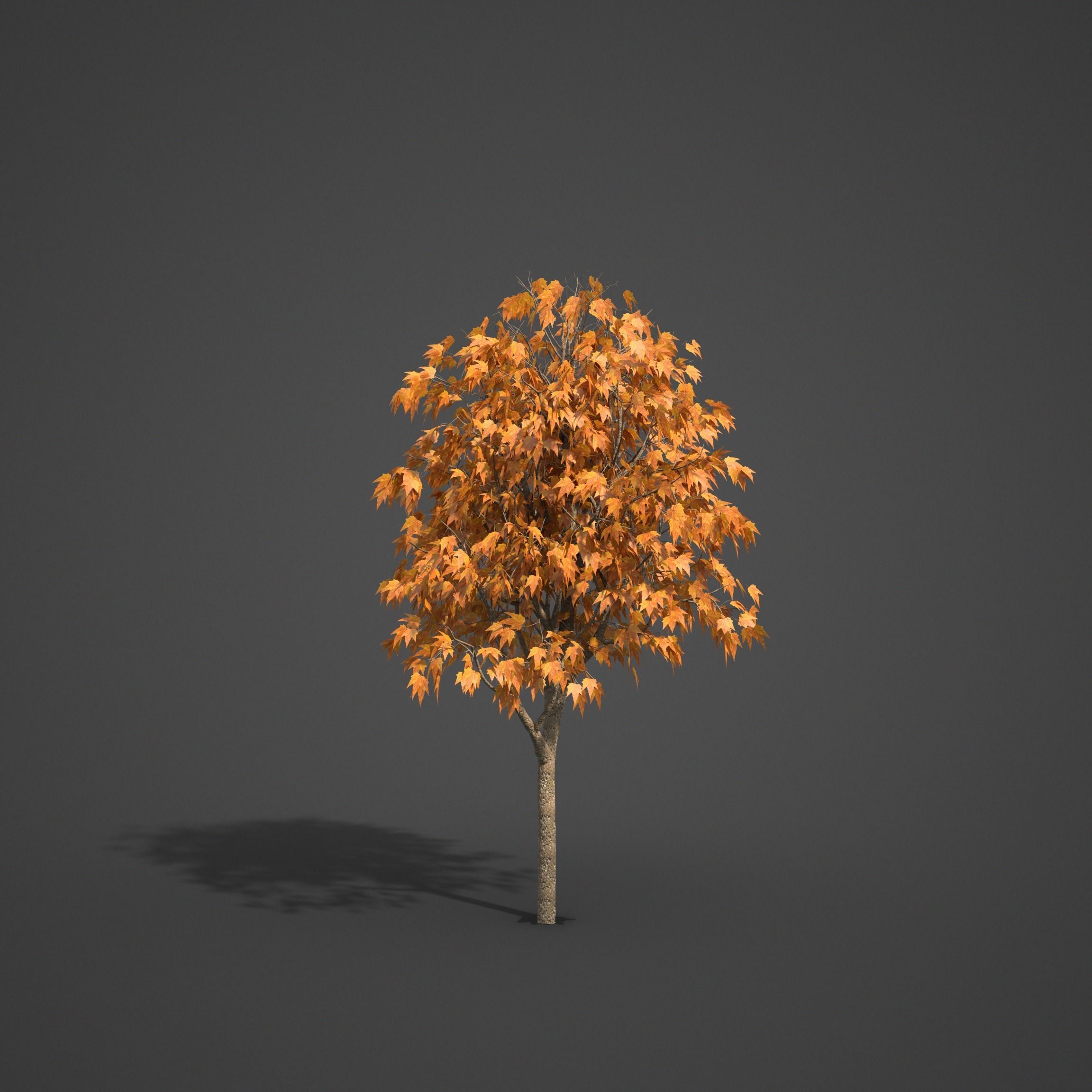 2021 PBR American Planetree Collection - Platanus Occidentalis 3D model_7