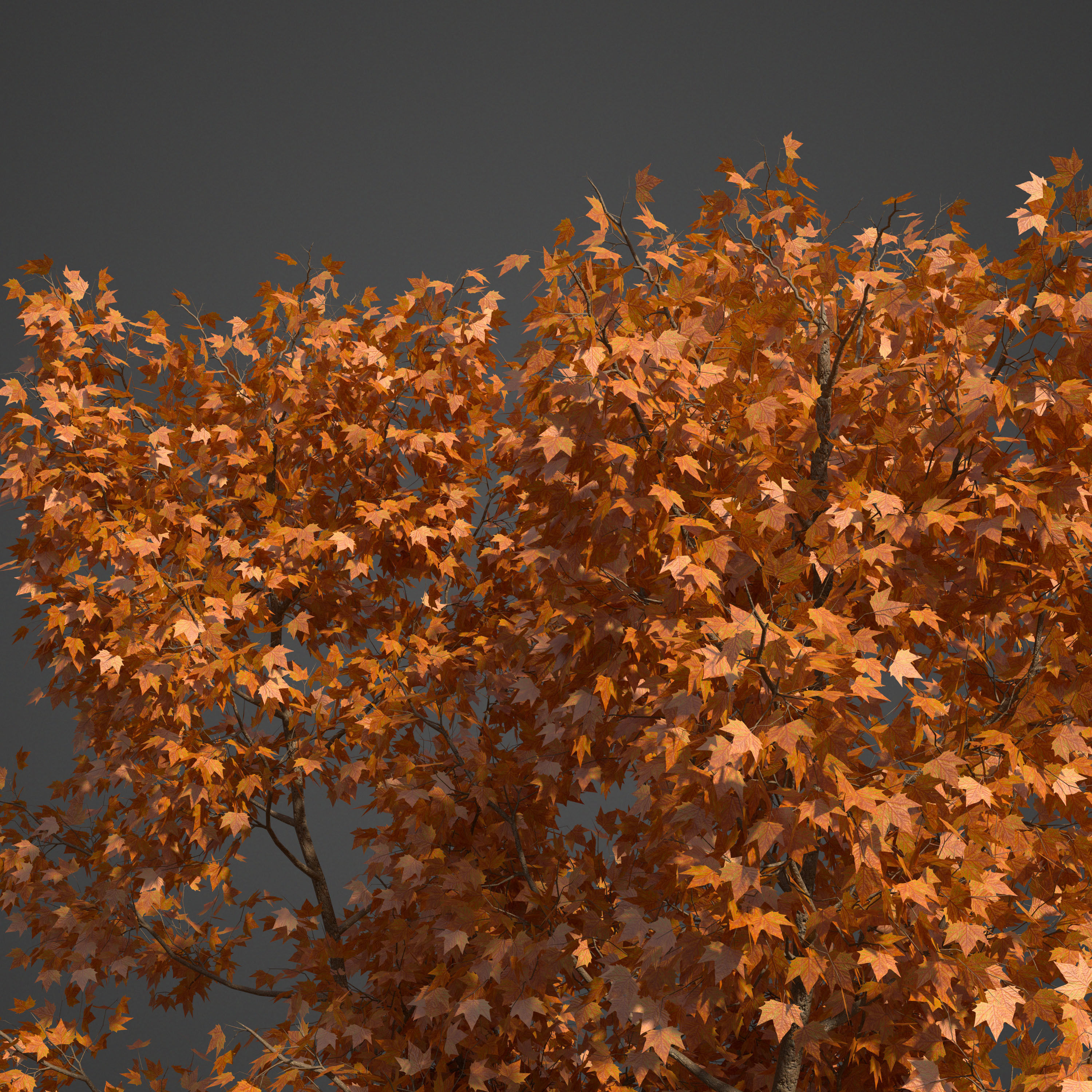 2021 PBR American Planetree Collection - Platanus Occidentalis 3D model_9