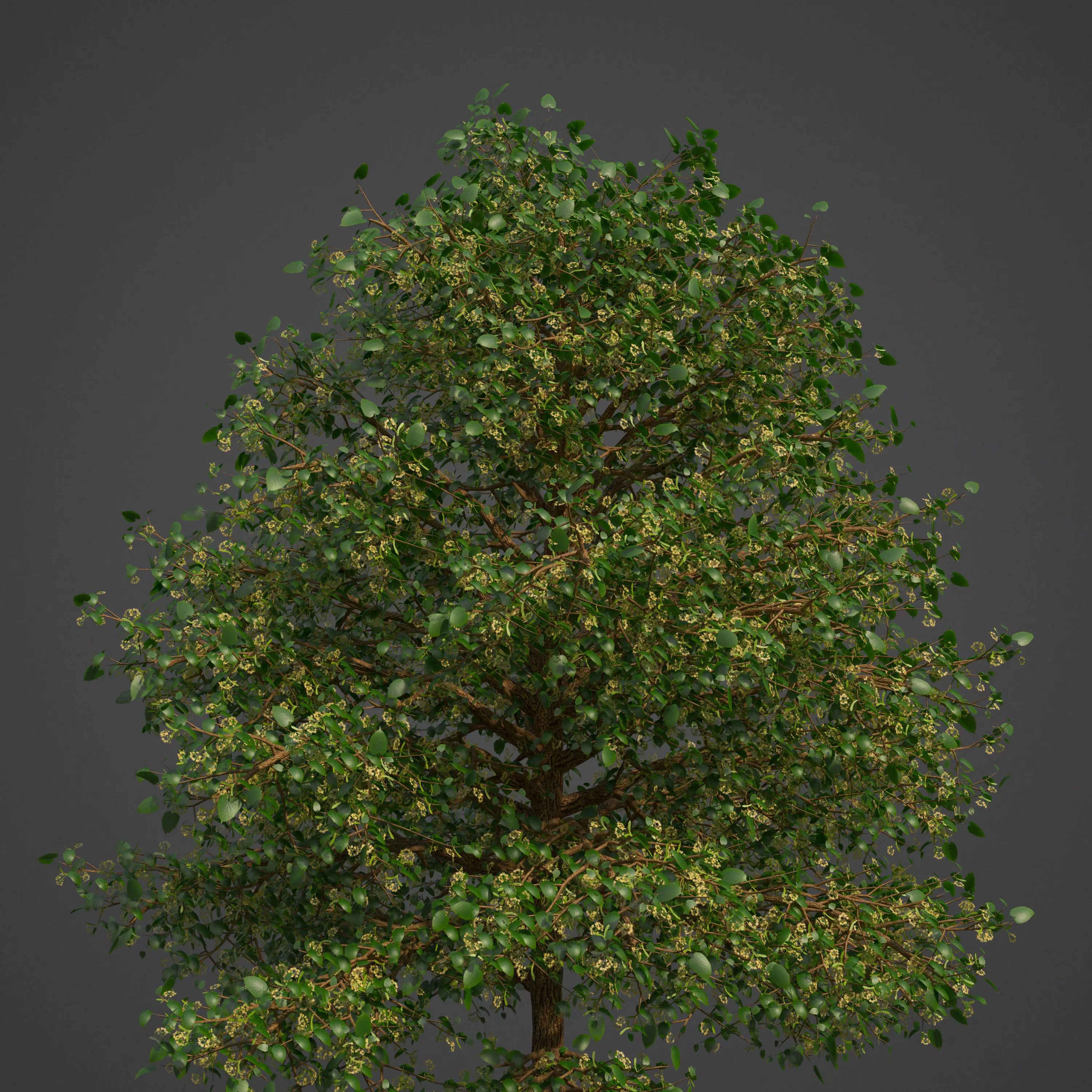 2021 PBR American Linden Collection - Tilia Americana 3D model_0
