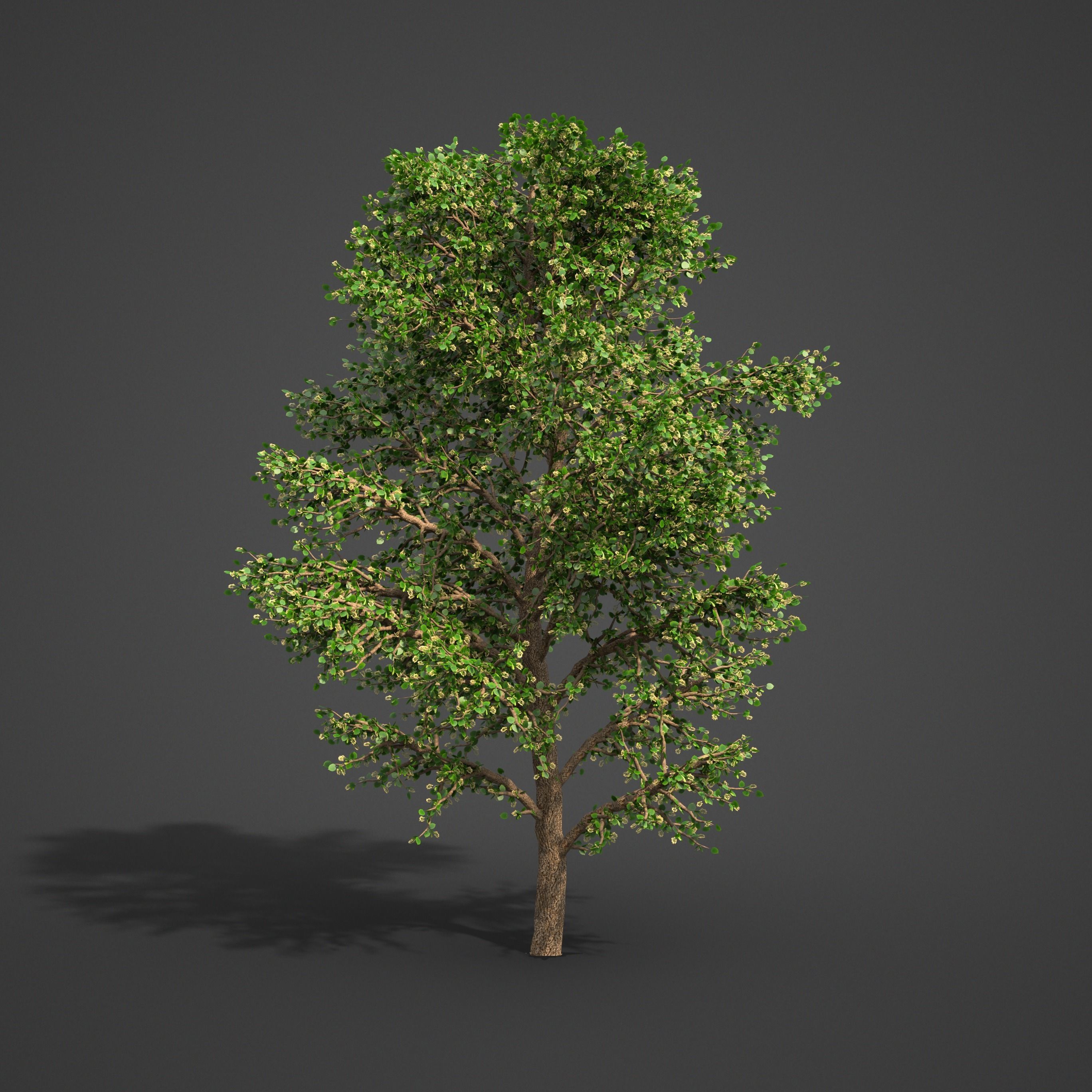 2021 PBR American Linden Collection - Tilia Americana 3D model_8