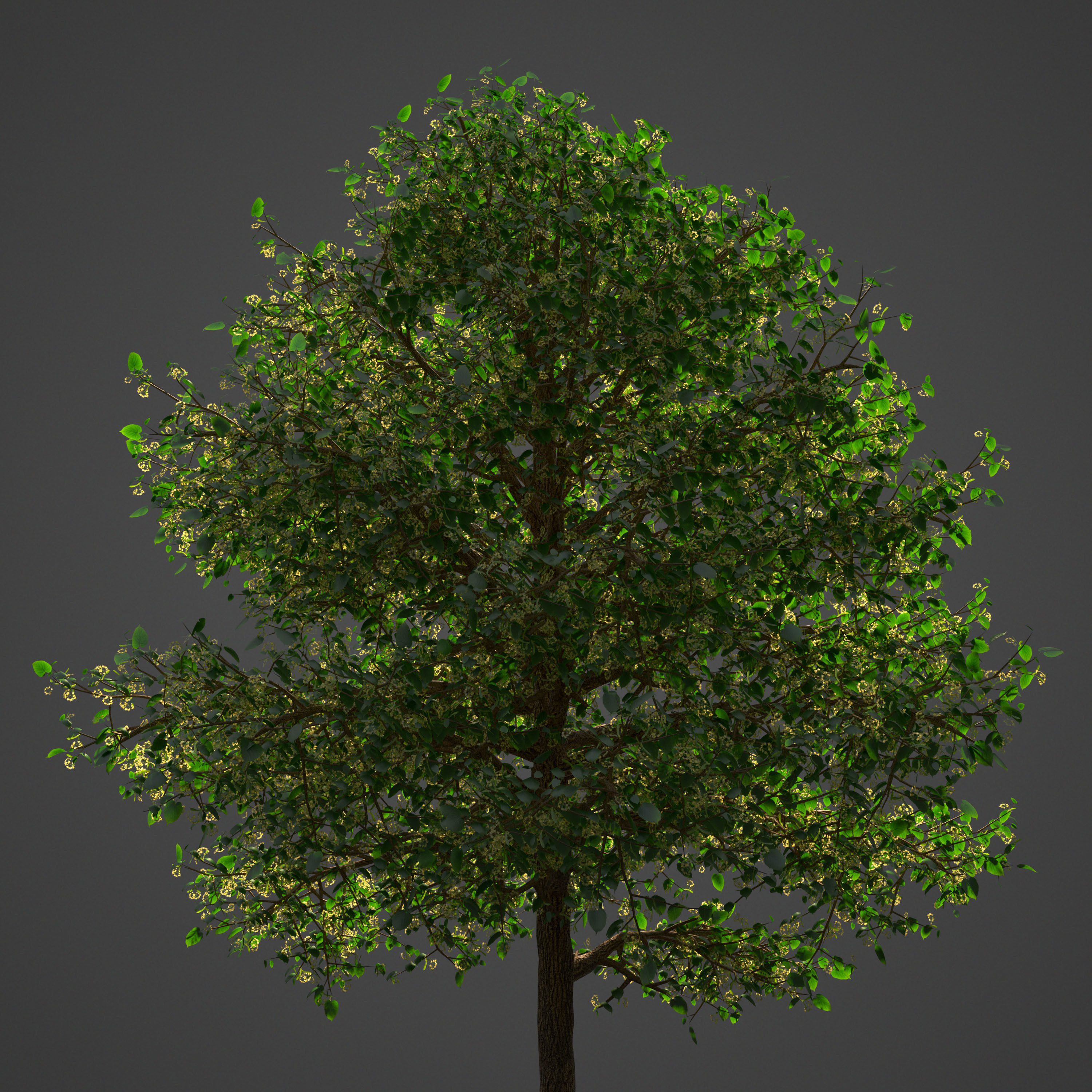 2021 PBR American Linden Collection - Tilia Americana 3D model_4
