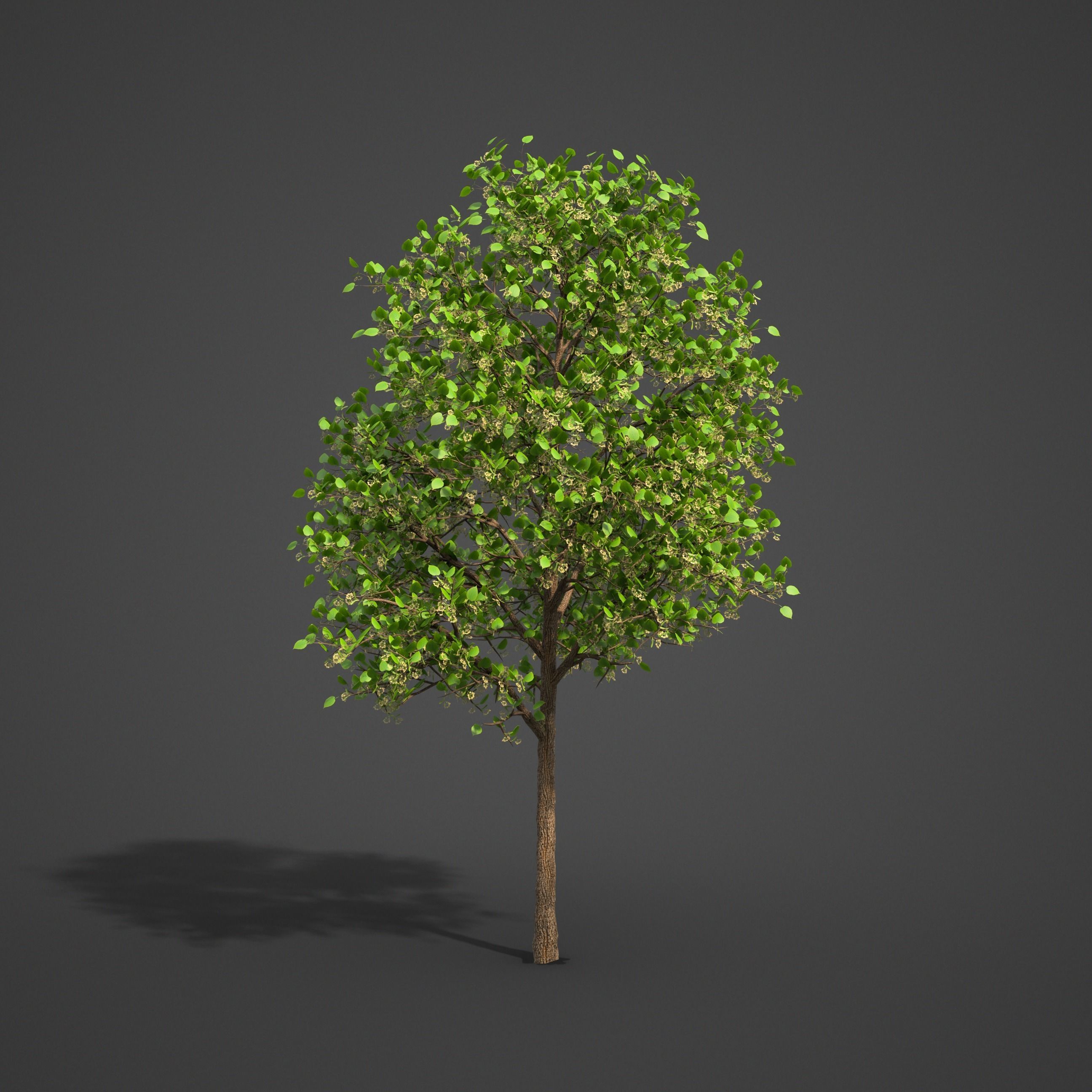 2021 PBR American Linden Collection - Tilia Americana 3D model_5