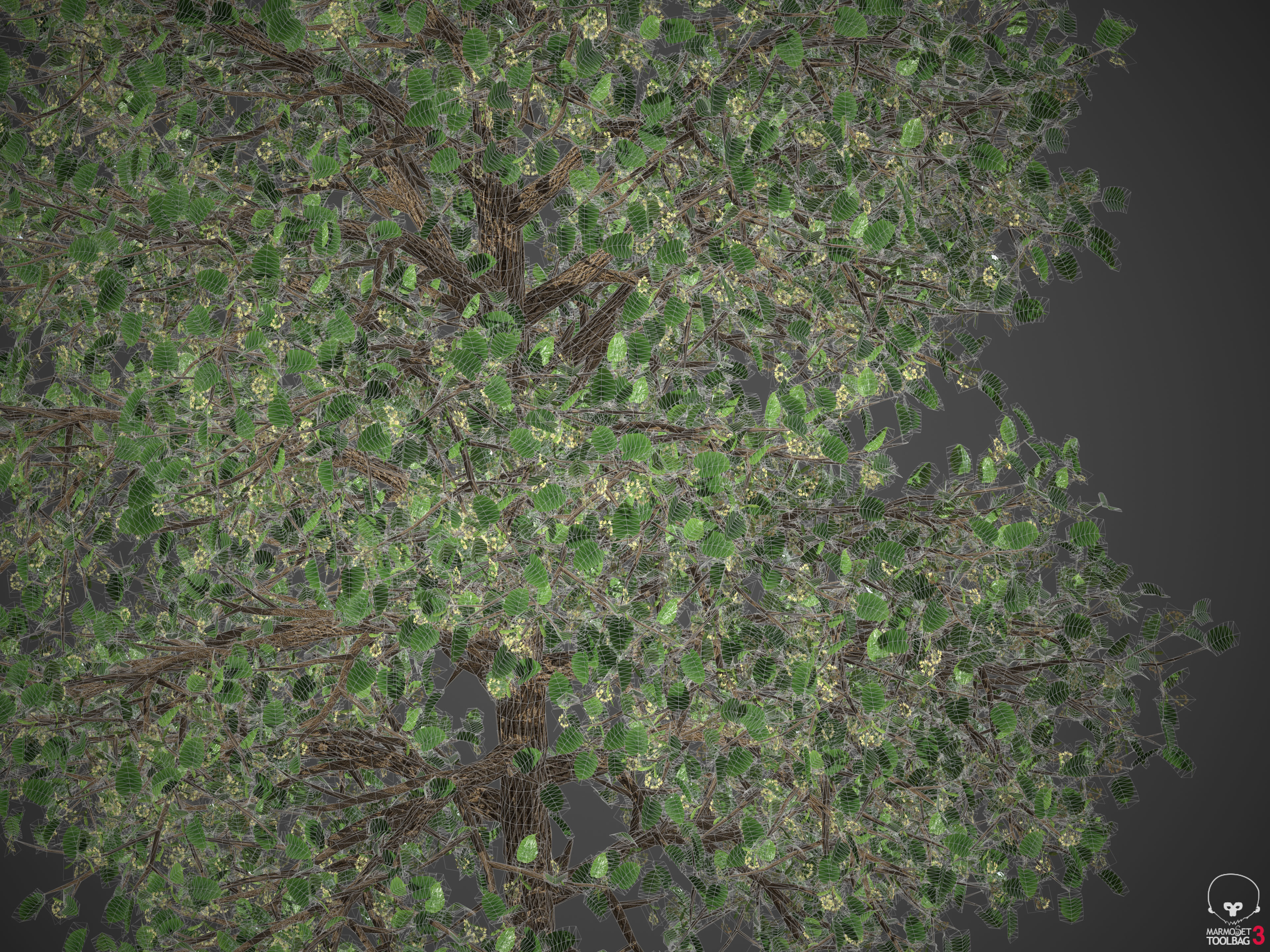 2021 PBR American Linden Collection - Tilia Americana 3D model_11