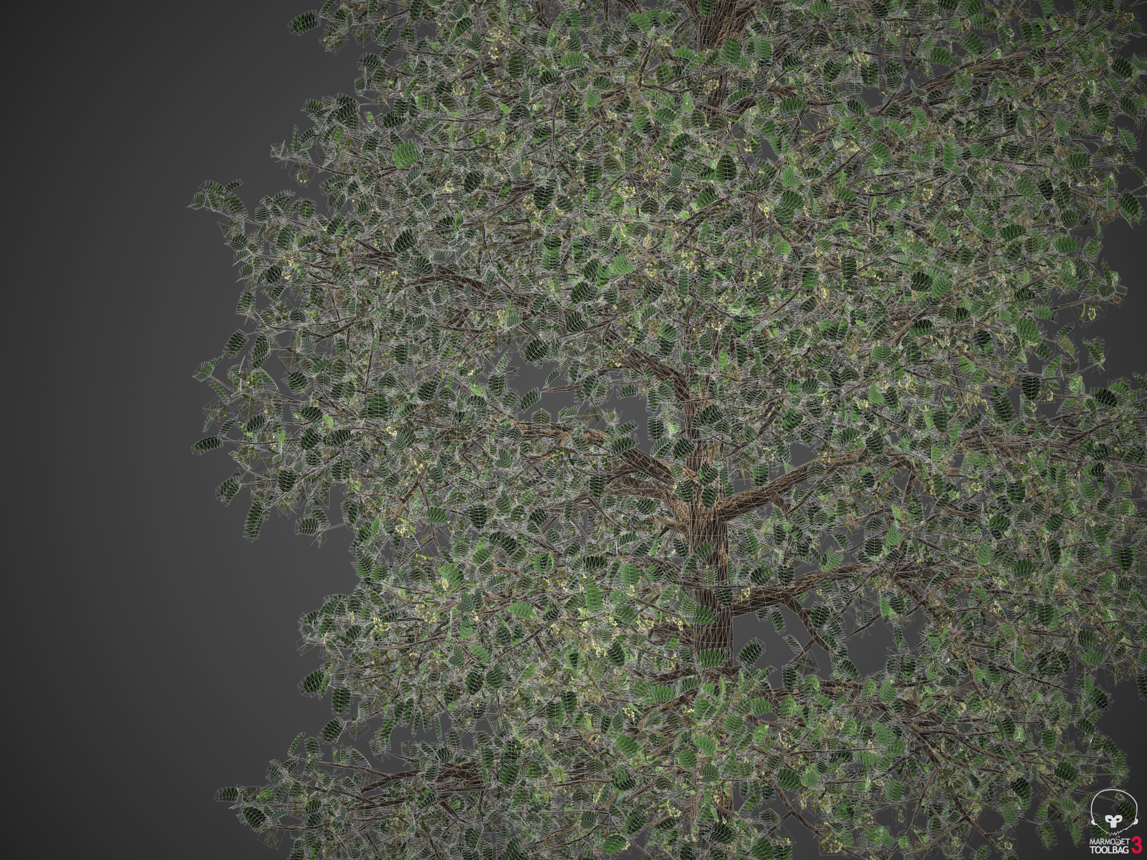 2021 PBR American Linden Collection - Tilia Americana 3D model_9