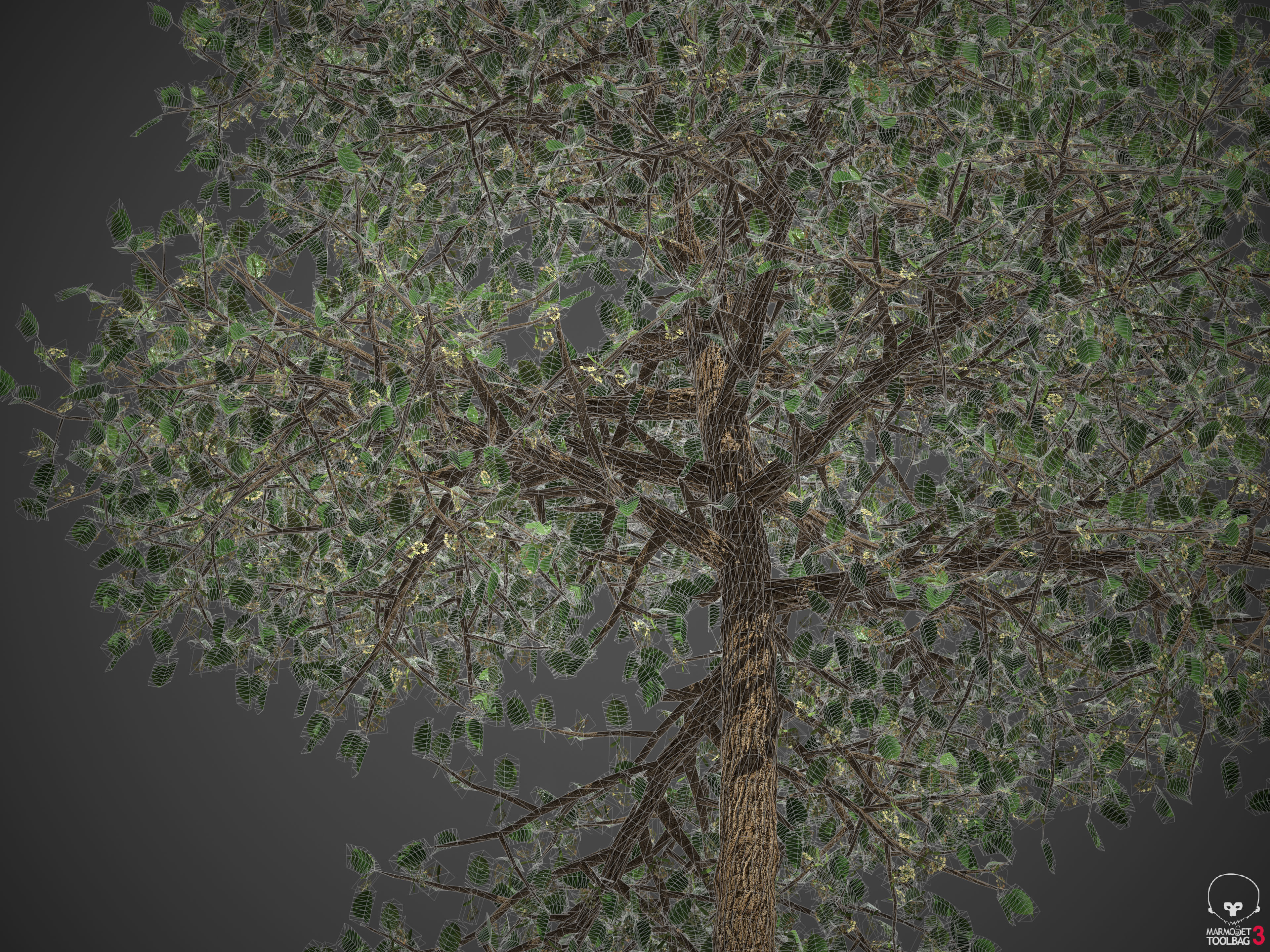 2021 PBR American Linden Collection - Tilia Americana 3D model_10