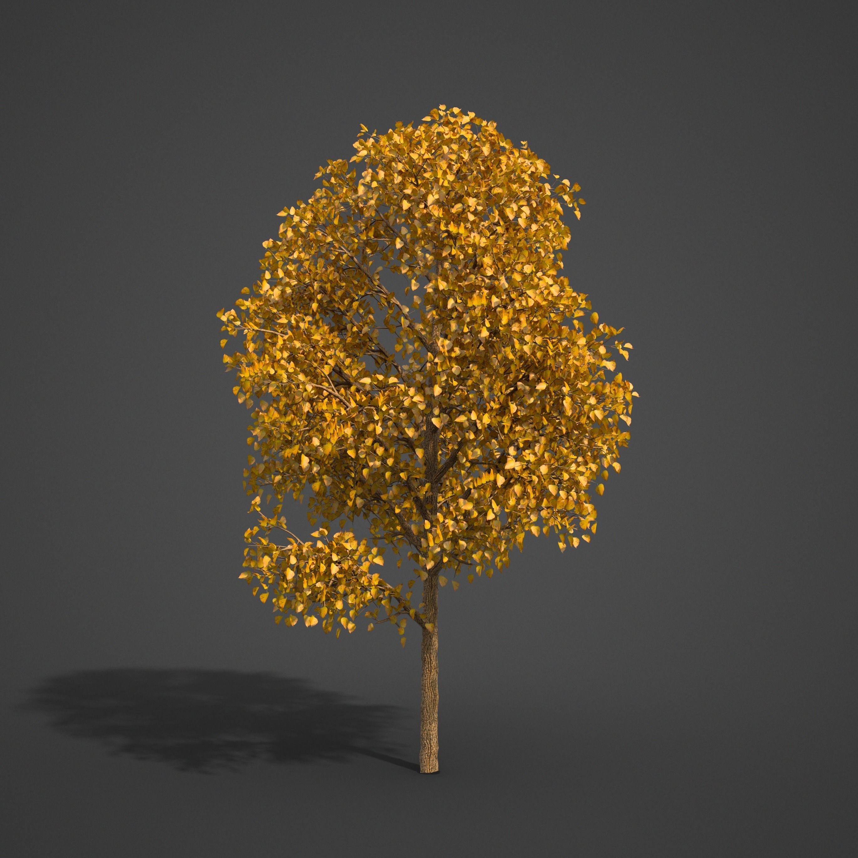 2021 PBR American Linden Collection - Tilia Americana 3D model_7
