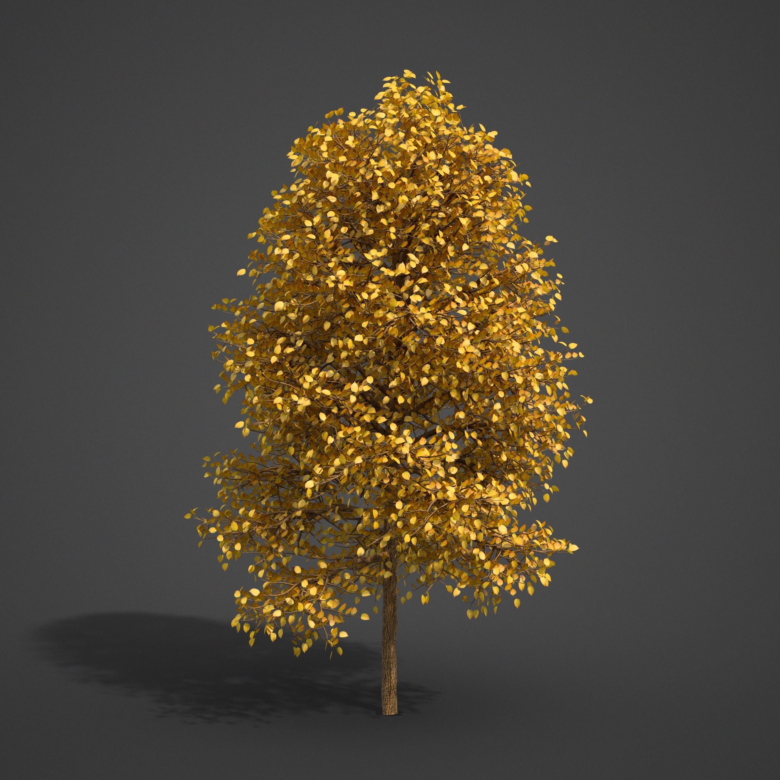 2021 PBR American Linden Collection - Tilia Americana 3D model_6