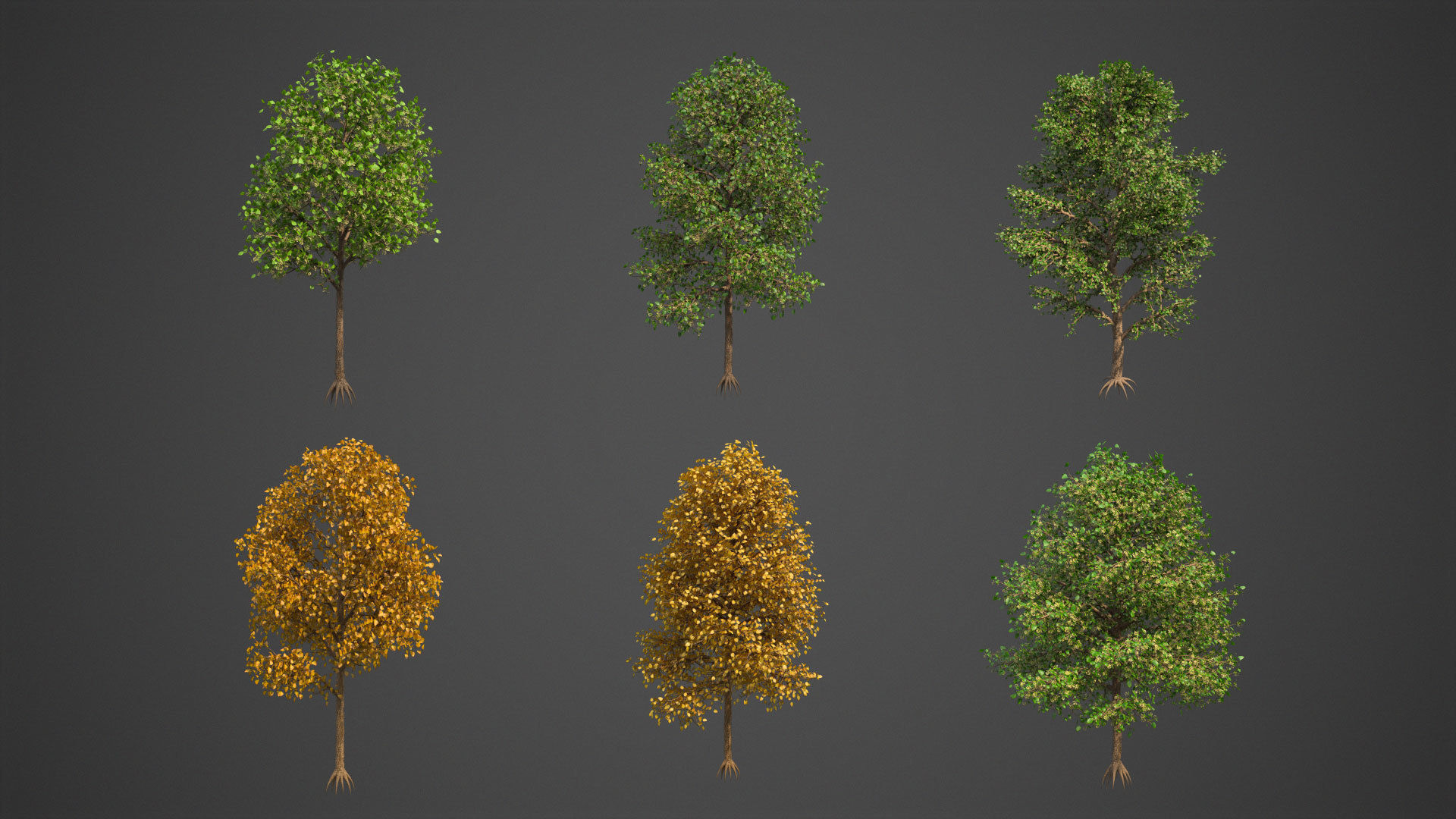 2021 PBR American Linden Collection - Tilia Americana 3D model_2