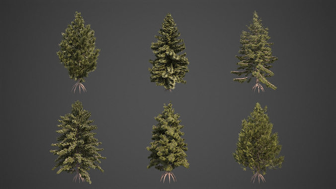 2021 PBR Eastern Hemlock Collection - Tsuga Canadensis  3D model