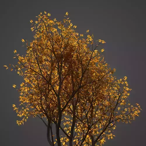2021 PBR Vine Maple Collection - Acer Circinatum 3D model