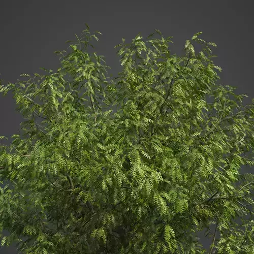 2021 PBR Little Walnut Collection - Juglans Microcarpa