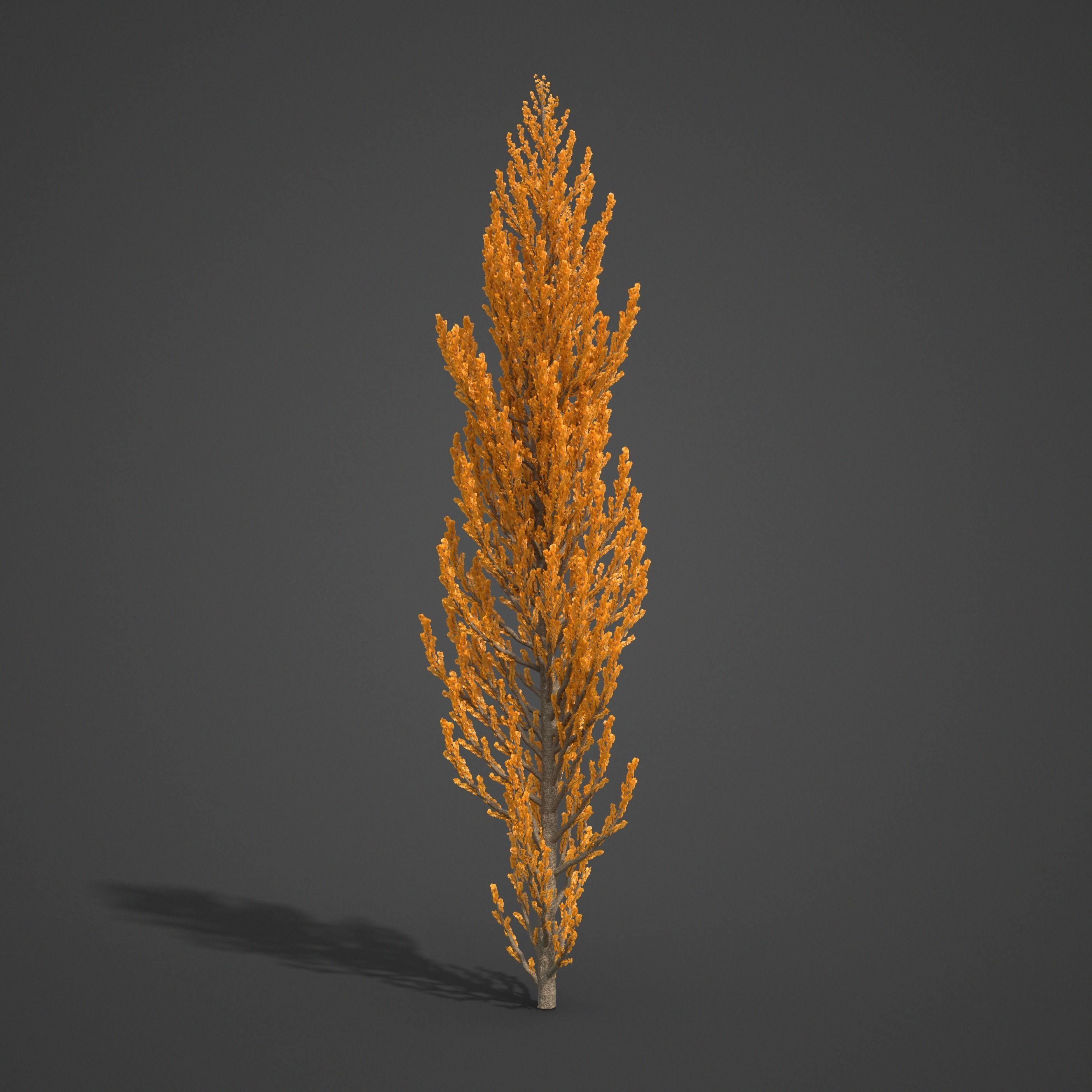 2021 PBR Balsam Poplar Collection - Populus Balsamifera 3D model_7