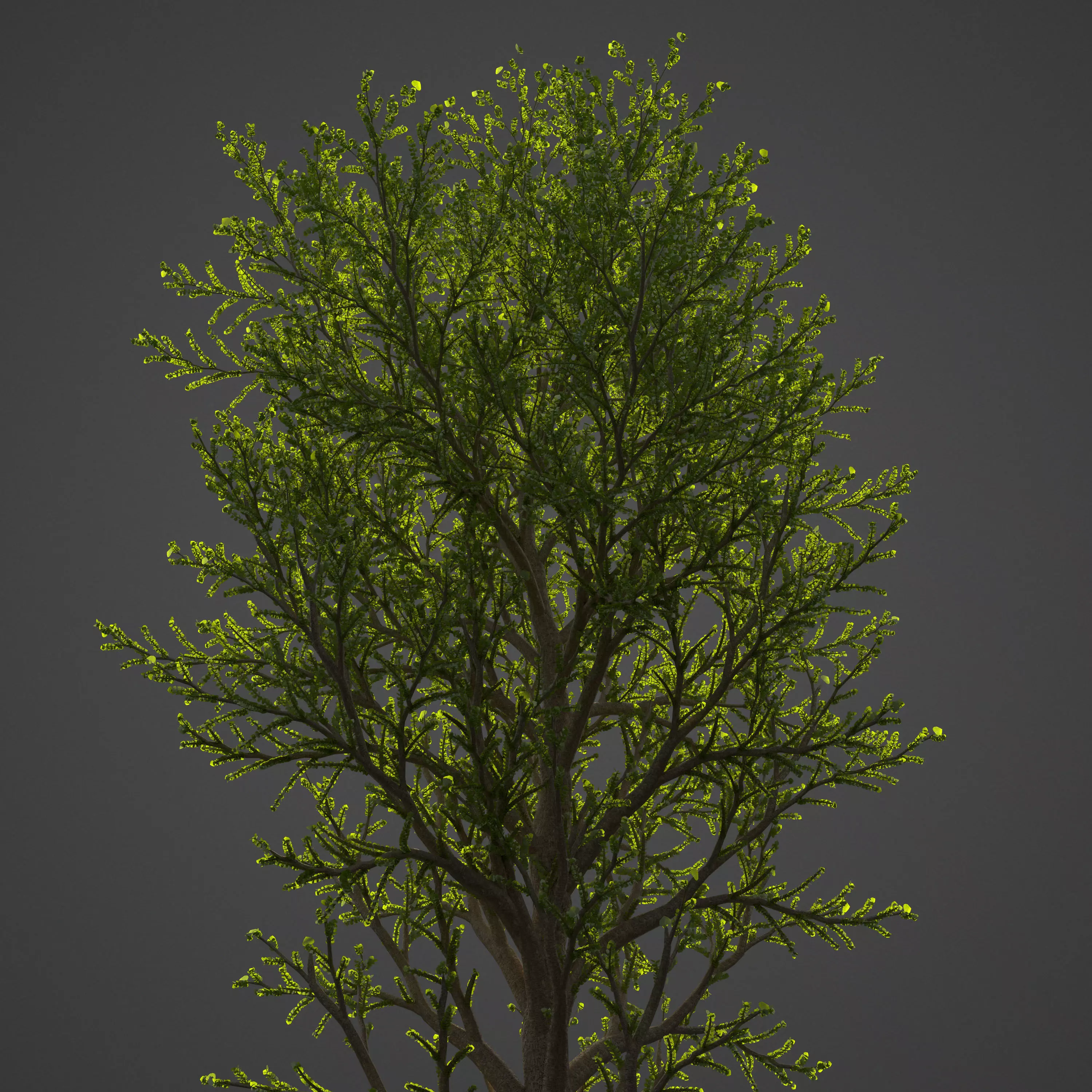 2021 PBR Balsam Poplar Collection - Populus Balsamifera 3D model_0