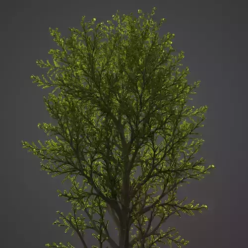 2021 PBR Balsam Poplar Collection - Populus Balsamifera 3D model