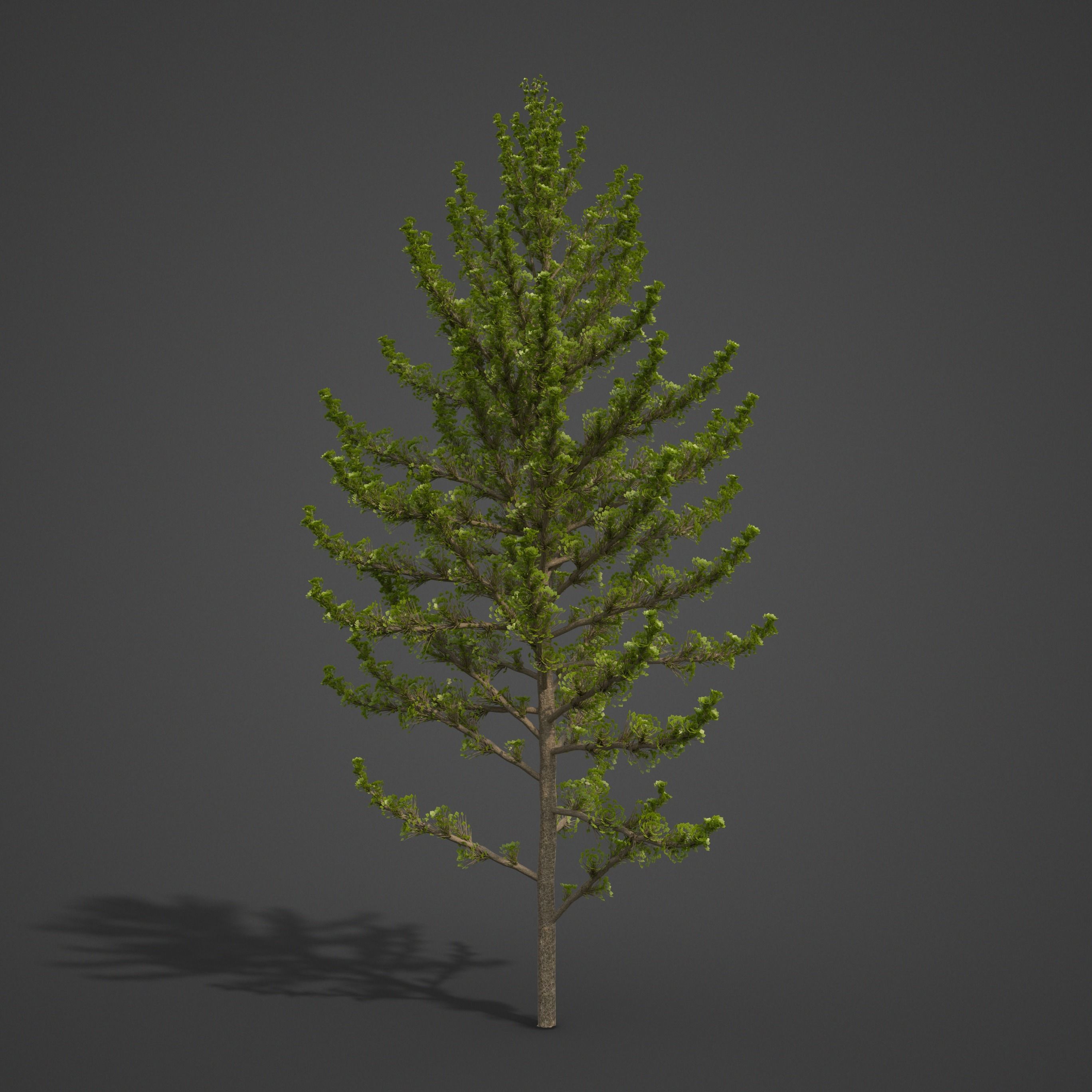 2021 PBR Balsam Poplar Collection - Populus Balsamifera 3D model_5