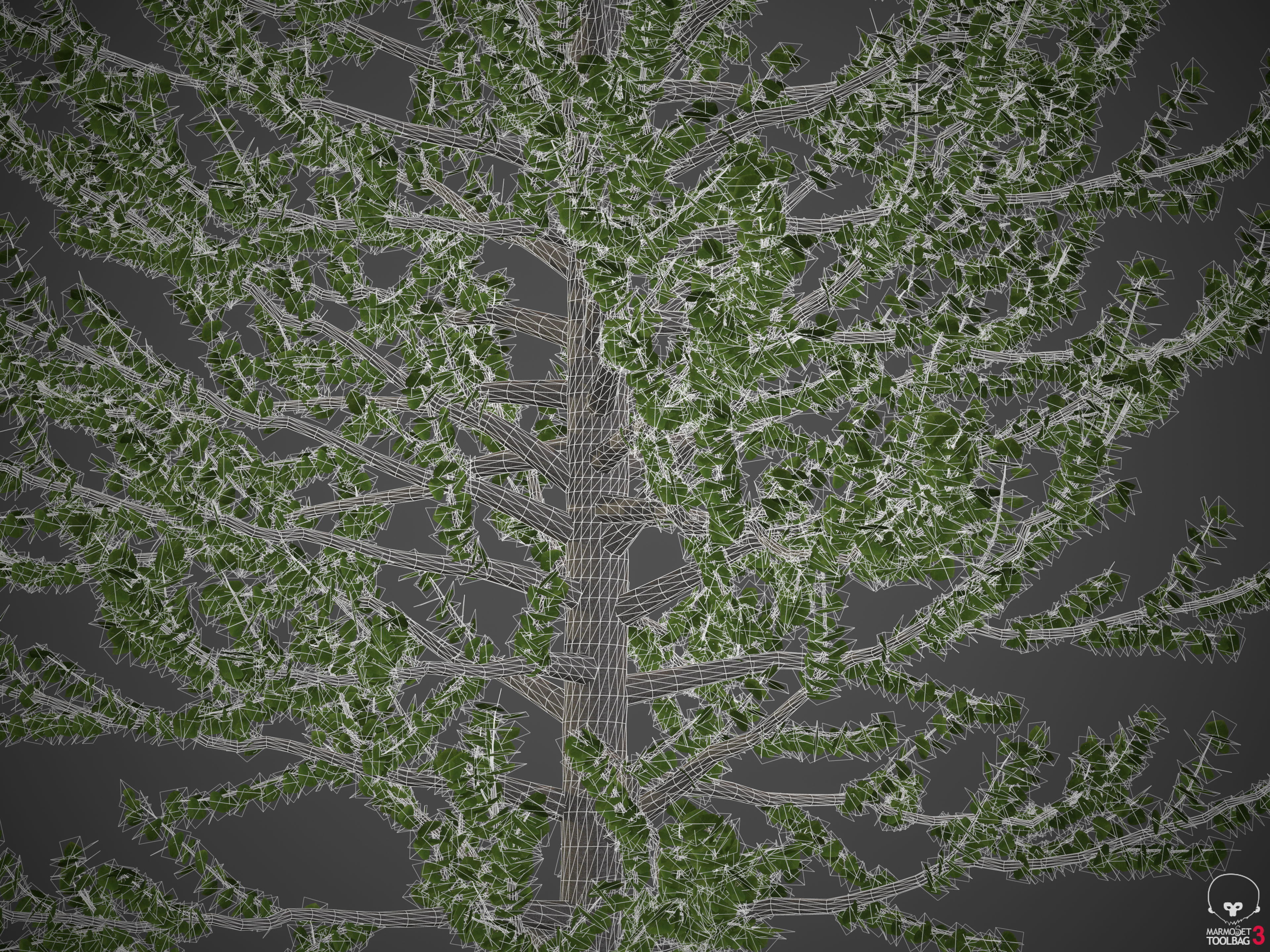 2021 PBR Balsam Poplar Collection - Populus Balsamifera 3D model_13