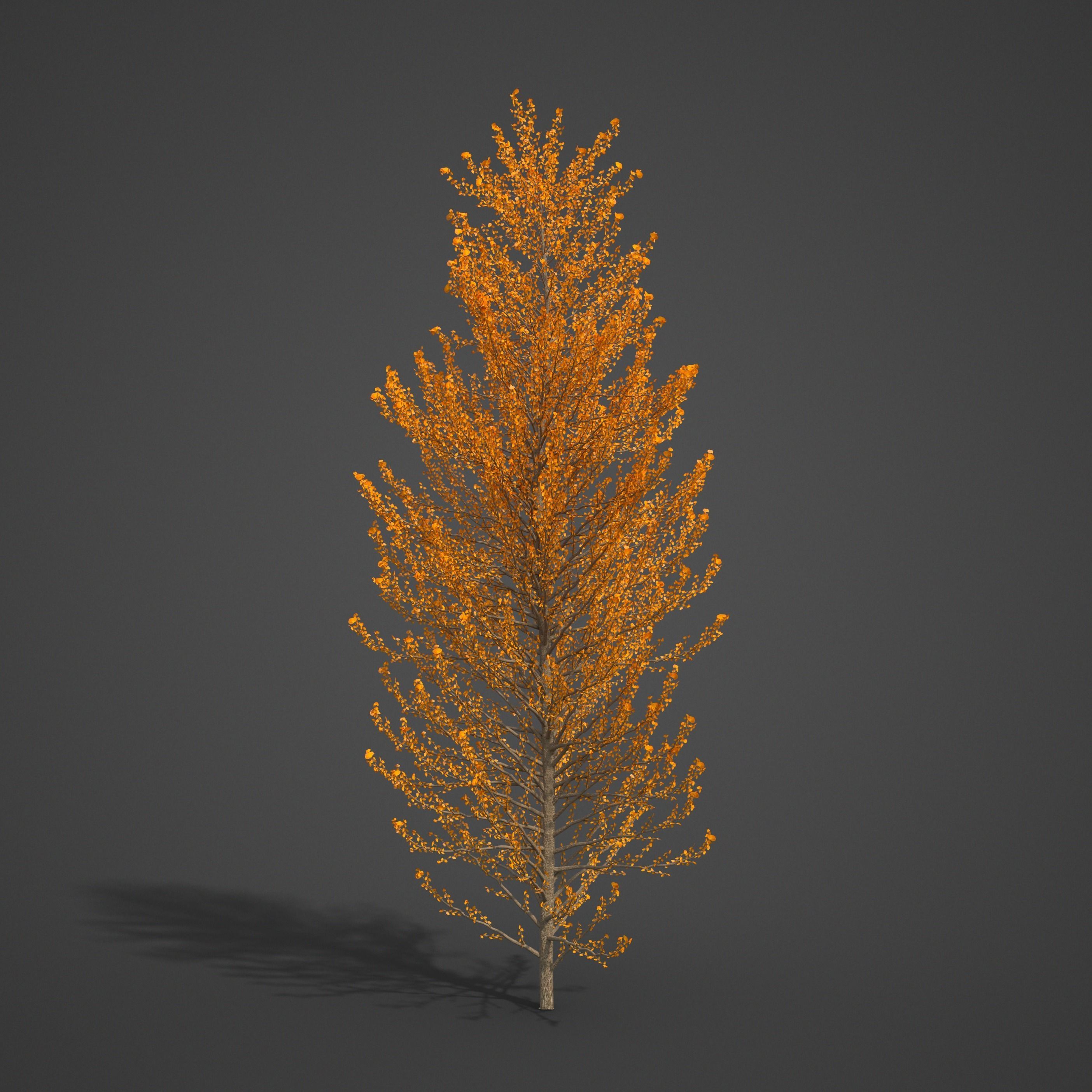2021 PBR Balsam Poplar Collection - Populus Balsamifera 3D model_4