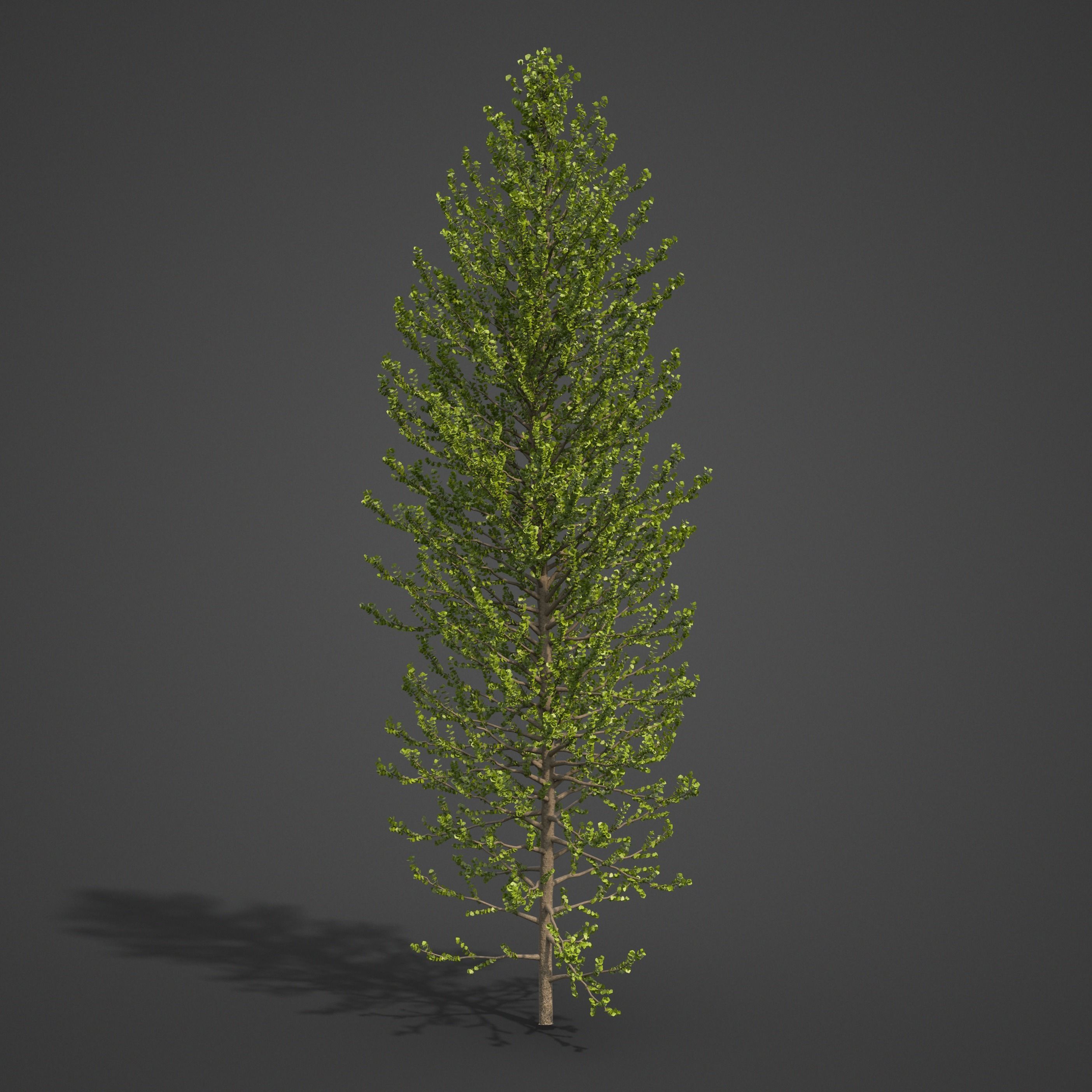 2021 PBR Balsam Poplar Collection - Populus Balsamifera 3D model_6