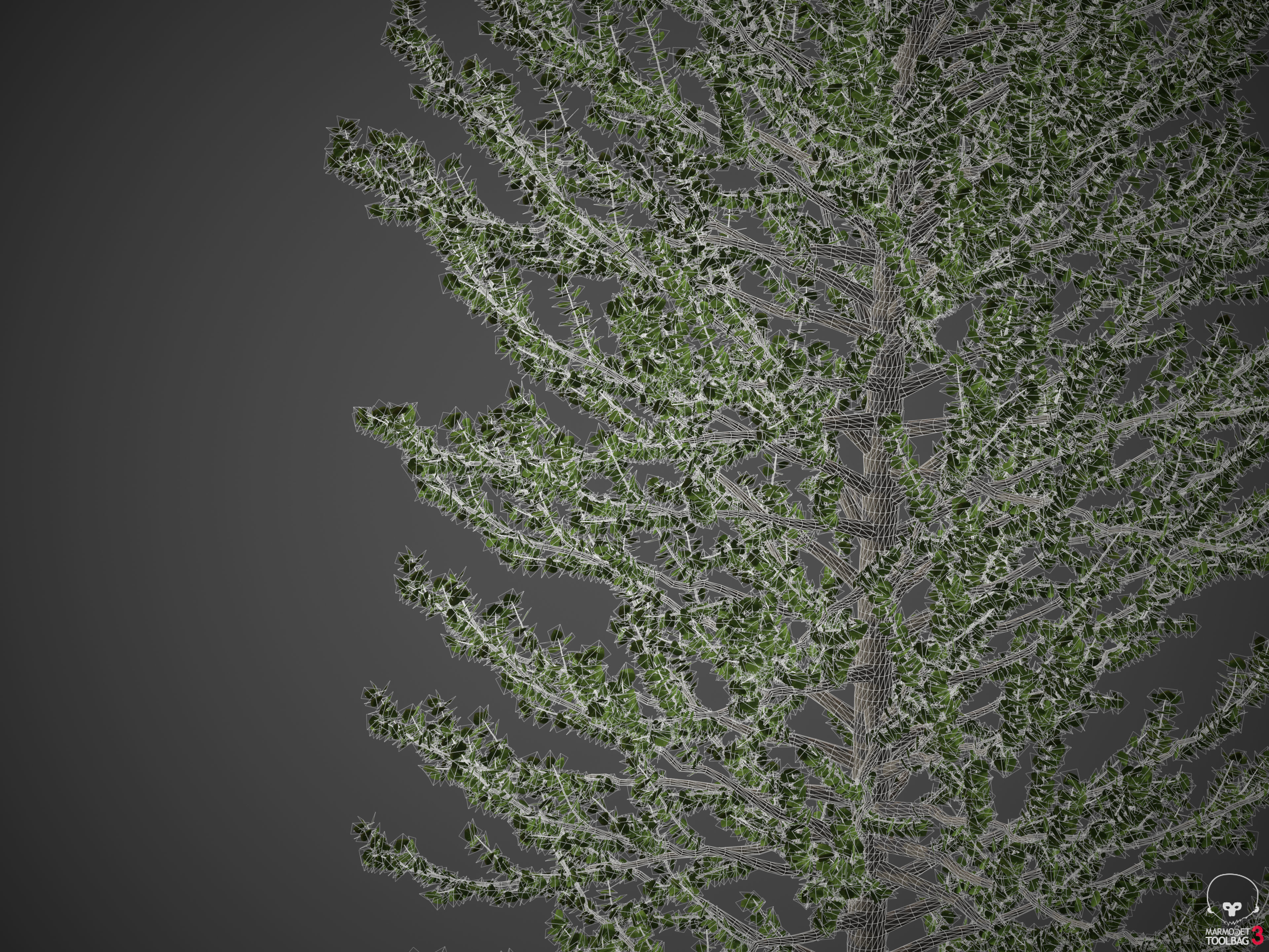 2021 PBR Balsam Poplar Collection - Populus Balsamifera 3D model_12