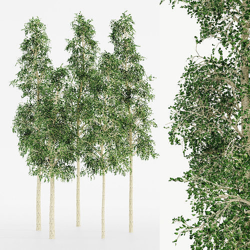  European Aspen tree collection 5 trees in the scene 3D model