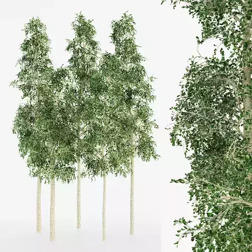  European Aspen tree collection 5 trees in the scene